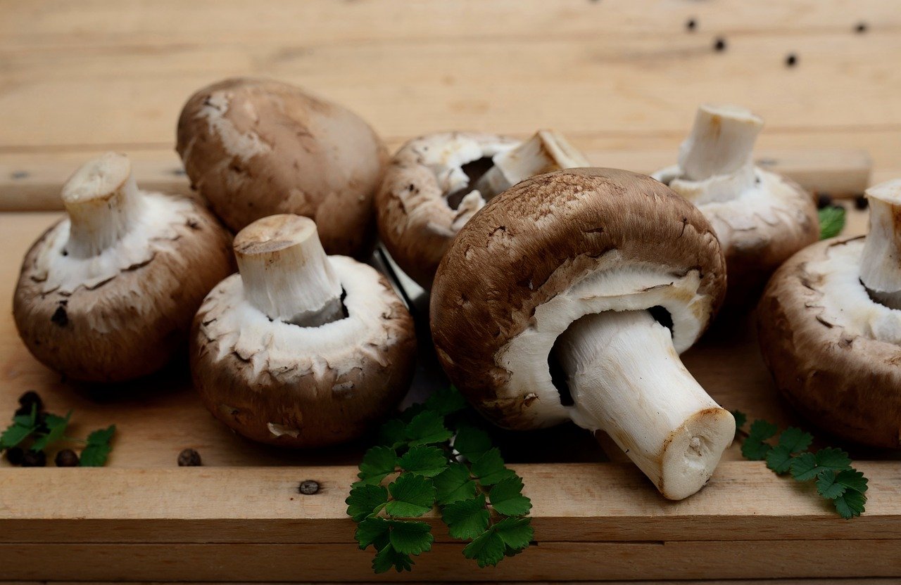 Mushrooms-8618284 1280
