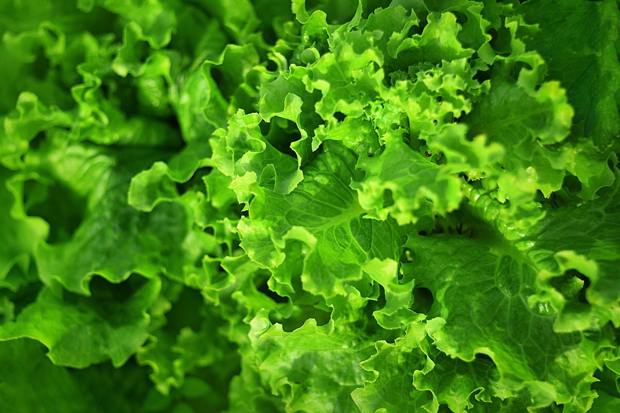 Salad-2754319 1280 (1)