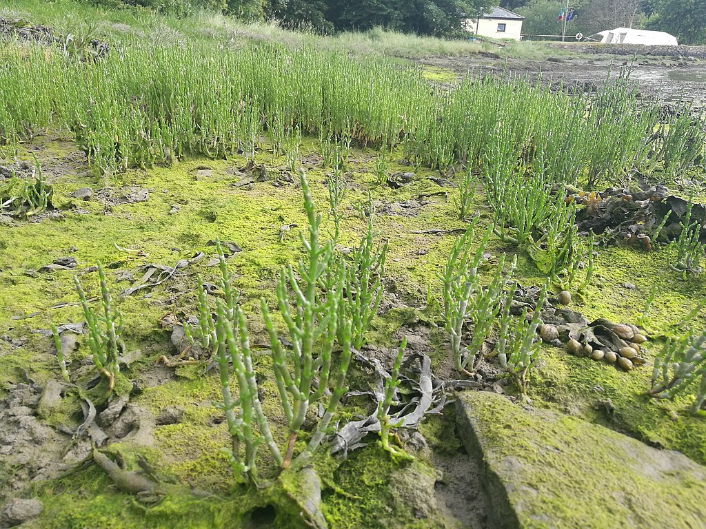 1024Px-Samphire Growing At The High Tide Mark