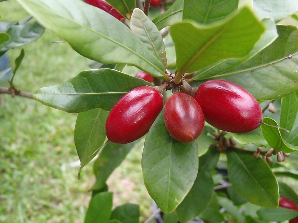 Miracleberry