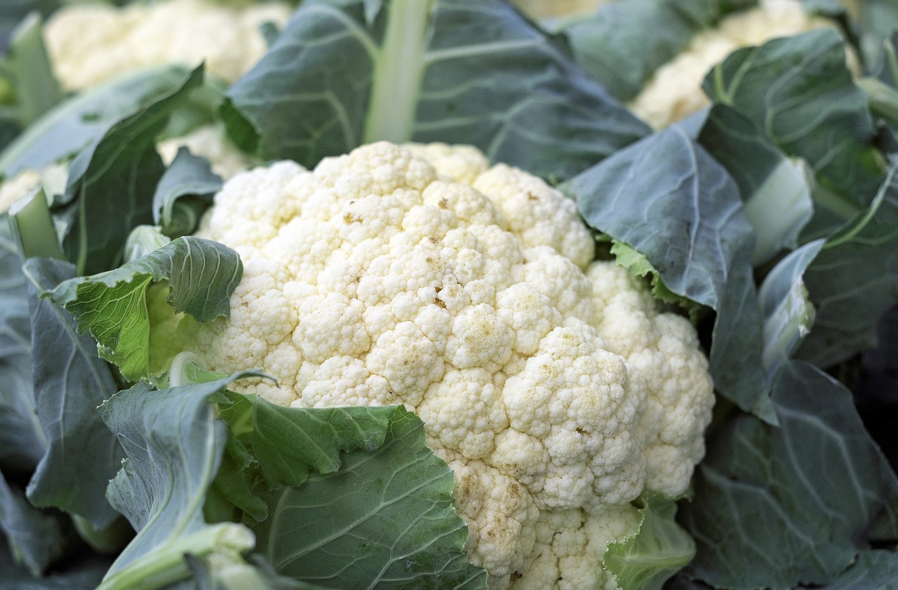 Cauliflower-1465732 1280 (1)