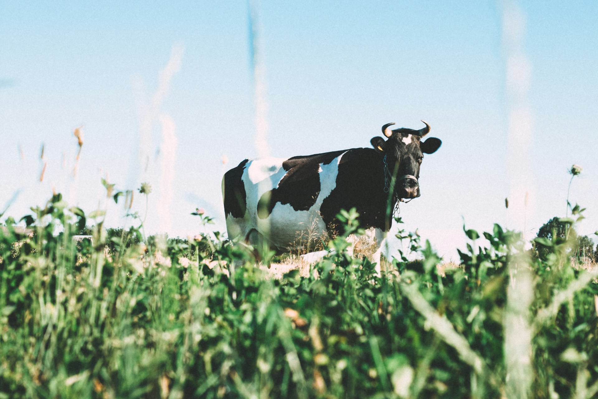 Angelina-Litvin-V5Gi9Rol Wy-Unsplash