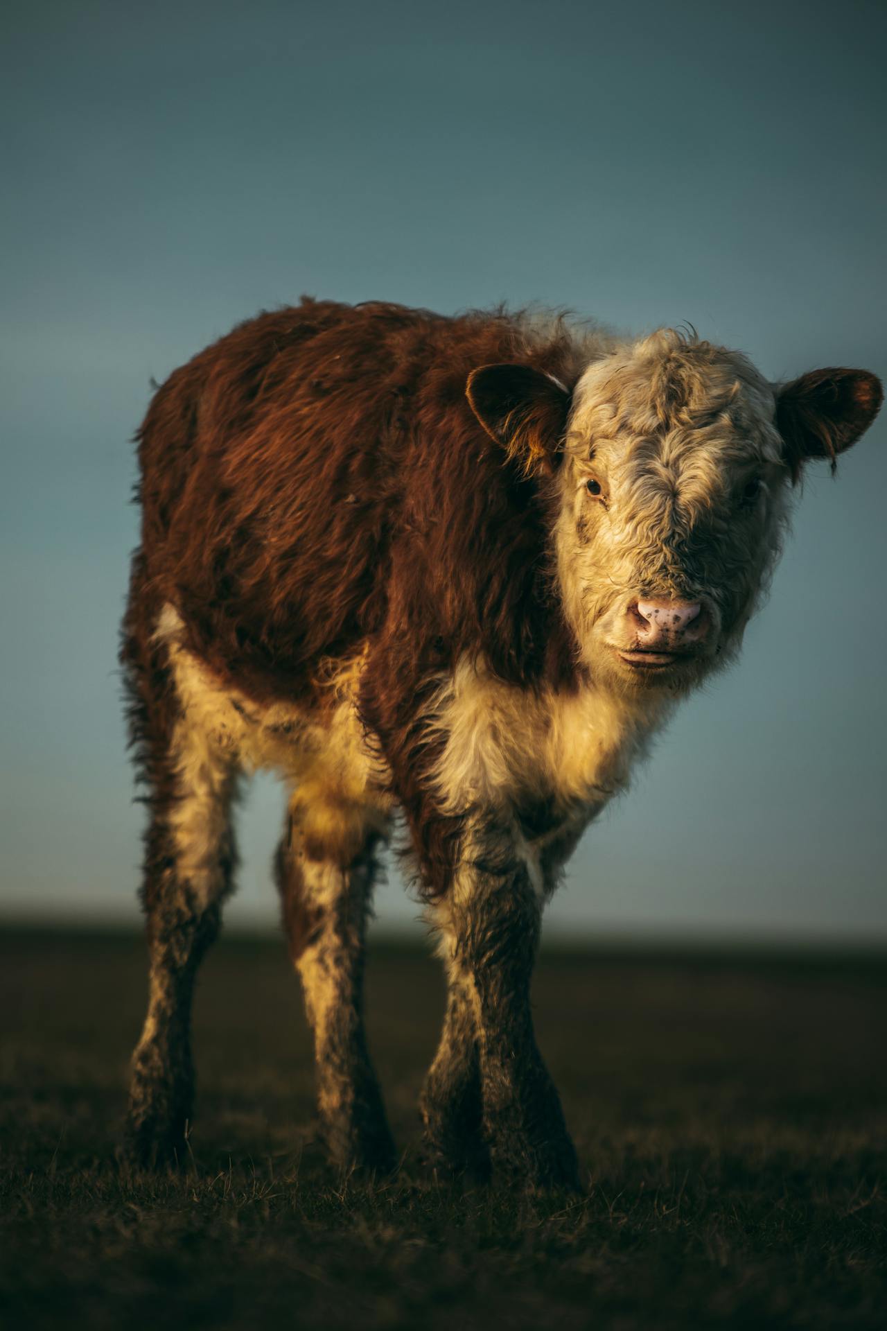 Pexels-Darkou-26677626