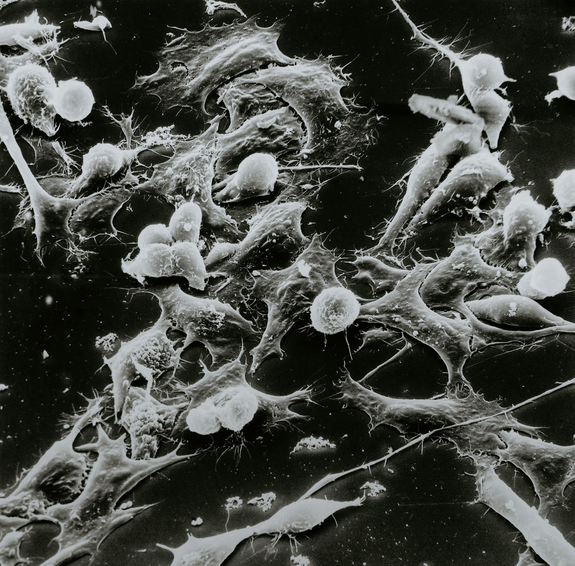 National-Cancer-Institute-Wug8Xhj3Abs-Unsplash