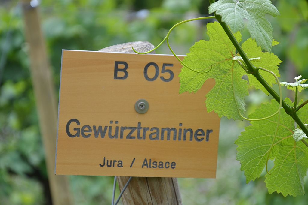 1024Px-Gewürtraminer - Panneau