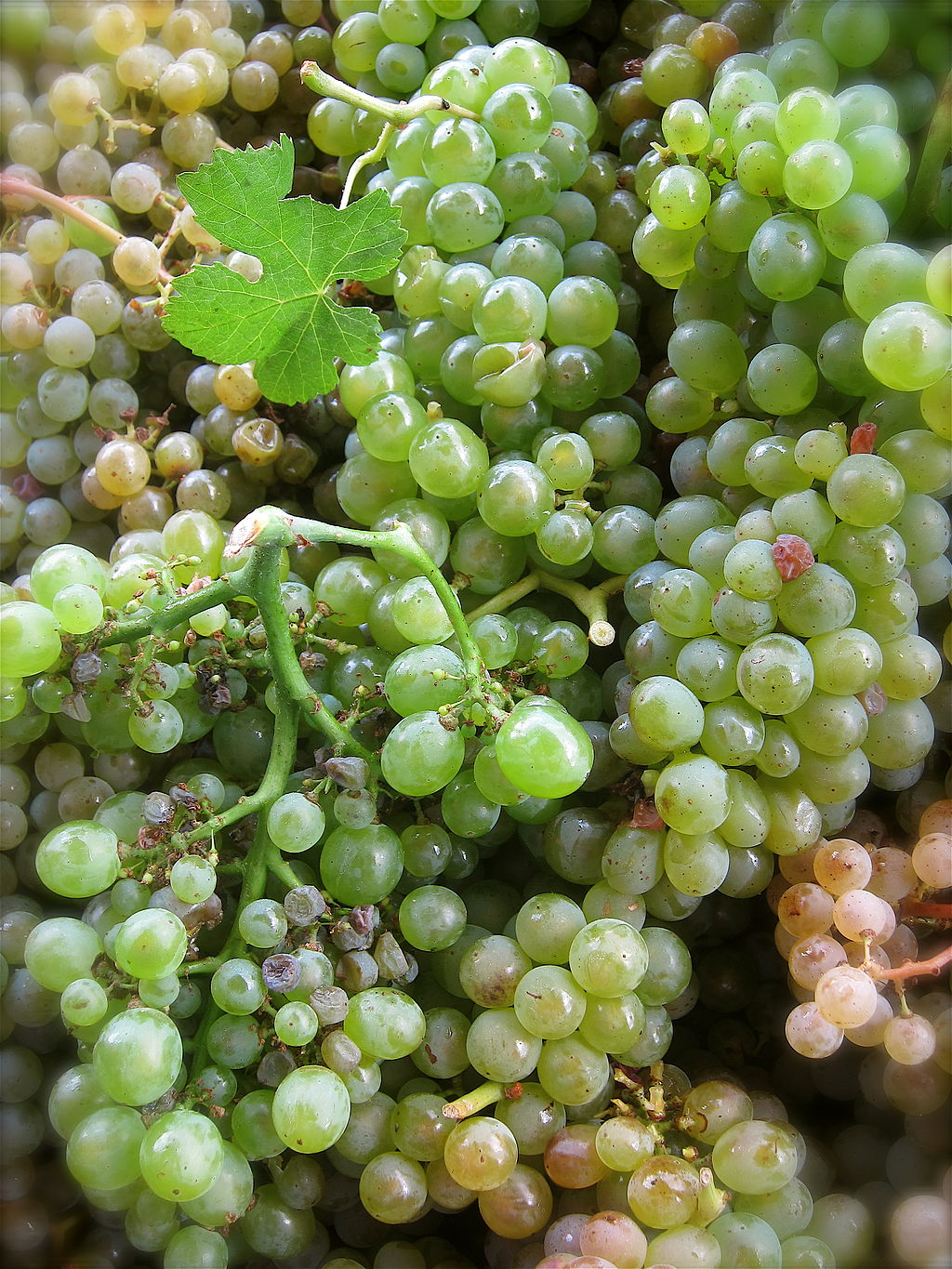 1024Px-Racimos De Treixadura