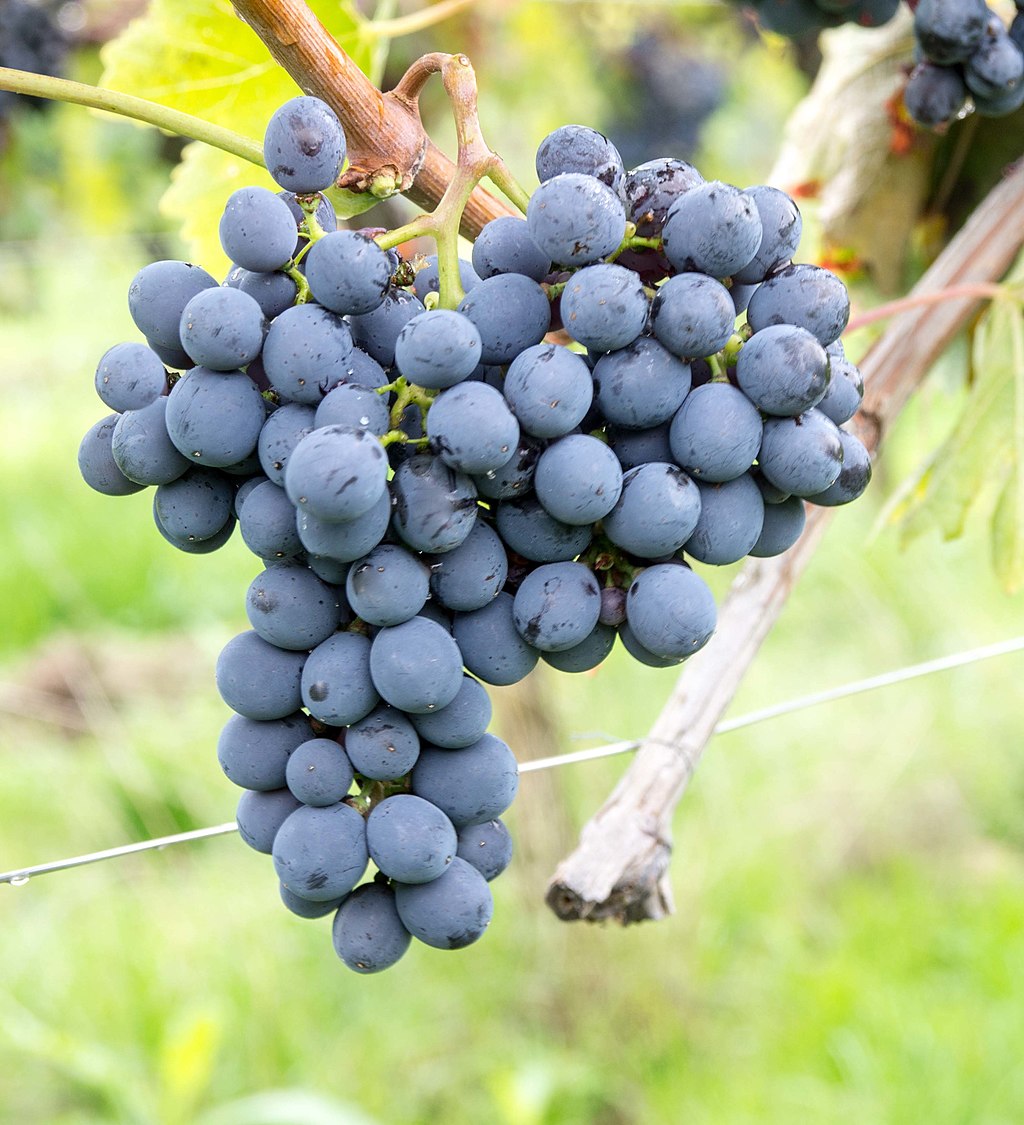 1024Px-Vivc10680 Sangiovese Cluster In The Field 20354