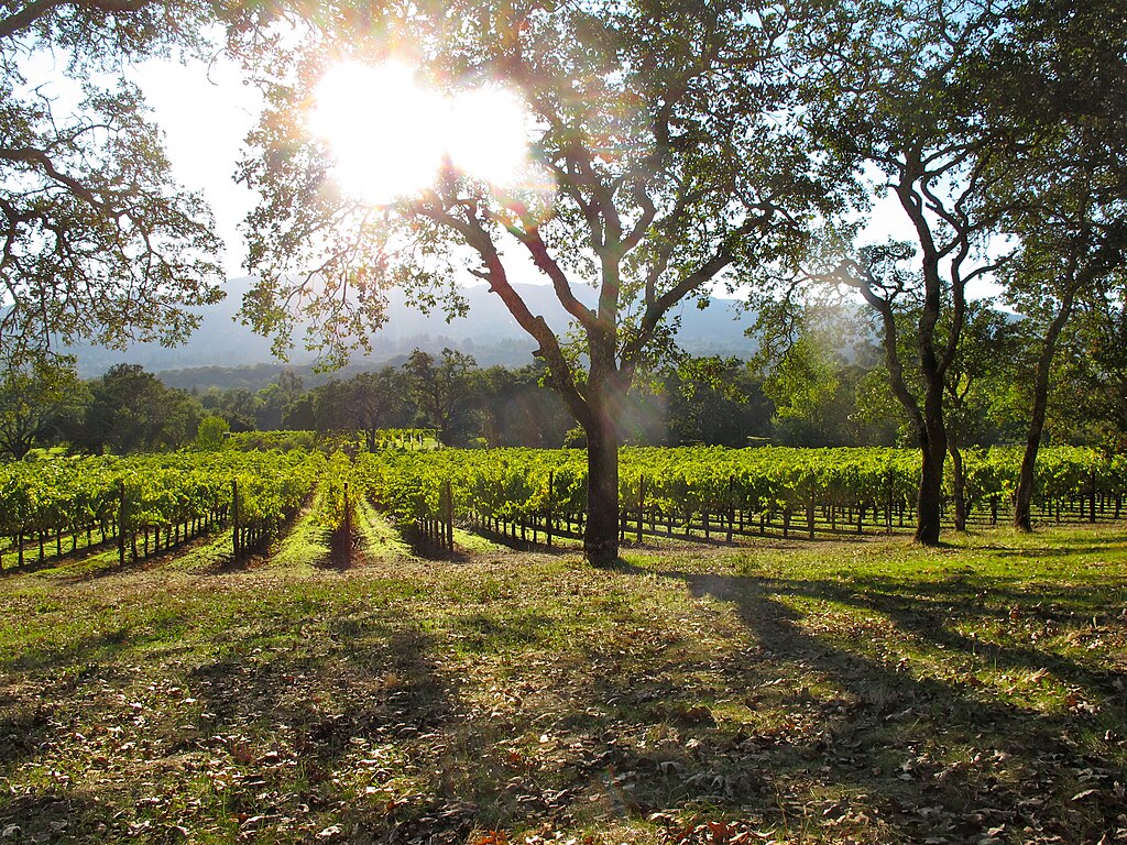 1024Px-The Vineyard - B.r. Cohn Vineyards, Sonoma, California (2011)
