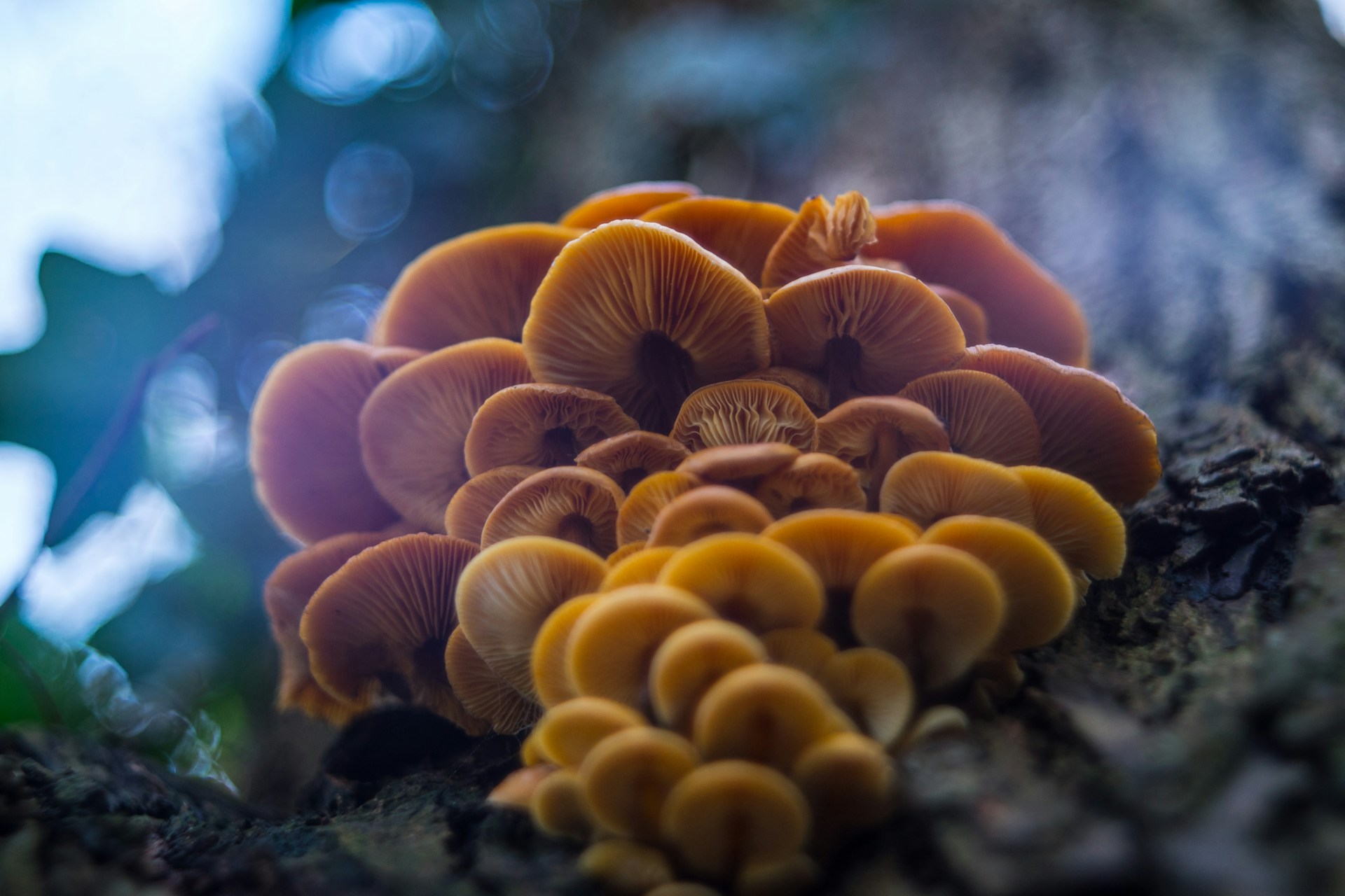 Tamas-Kolossa-Cvxuap0Pyua-Unsplash