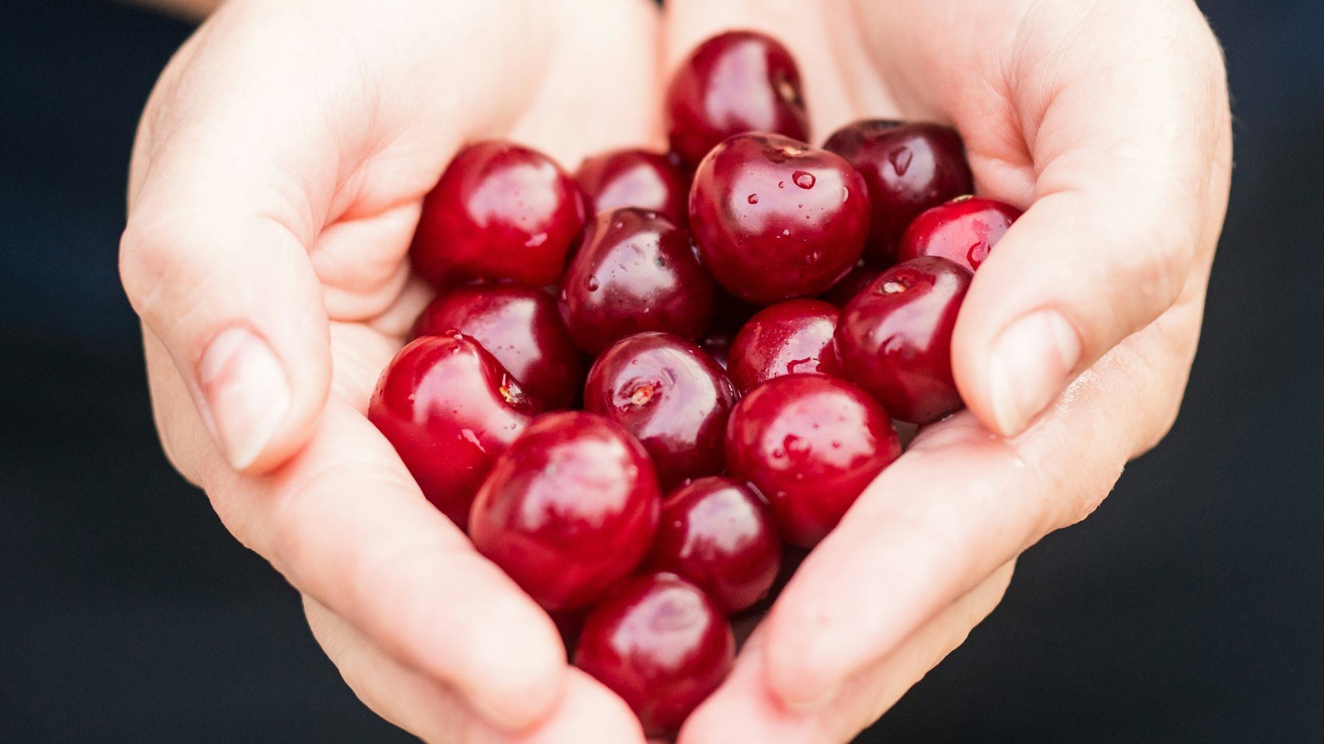 person holding red cherries