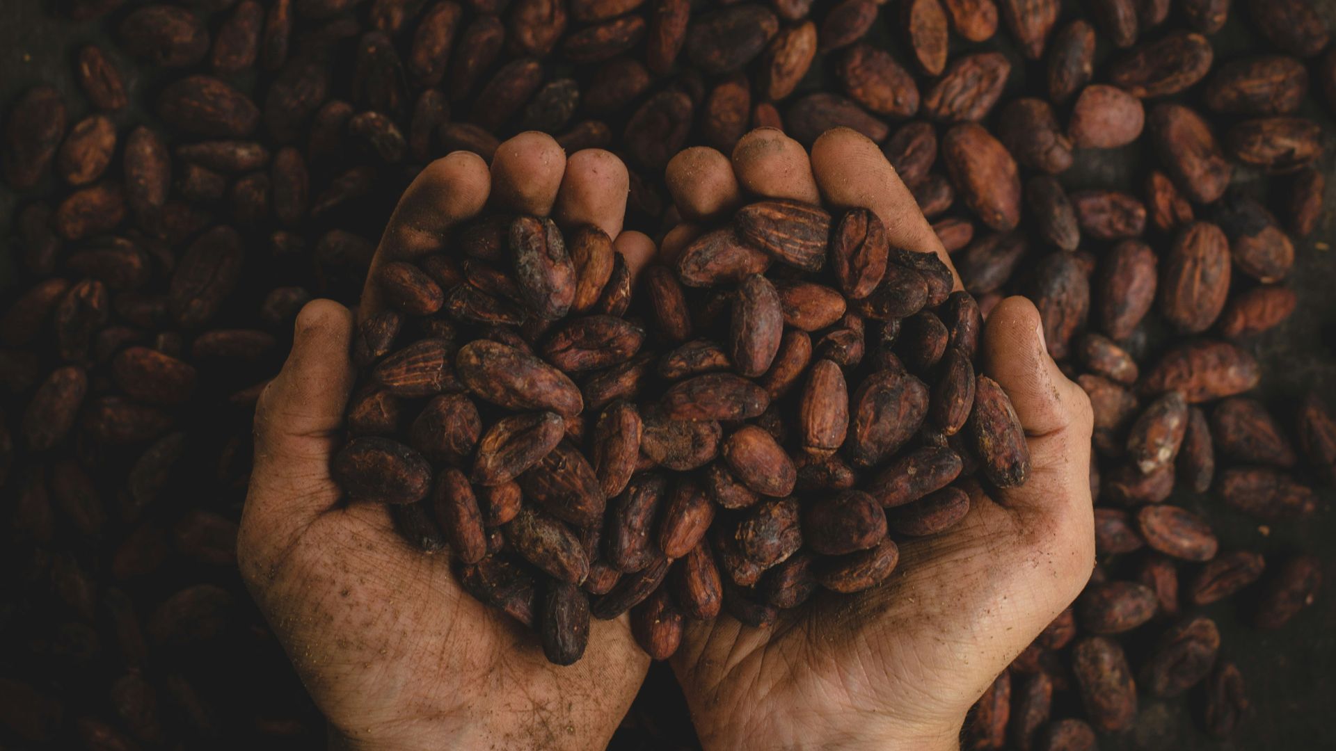 person holding dried beans