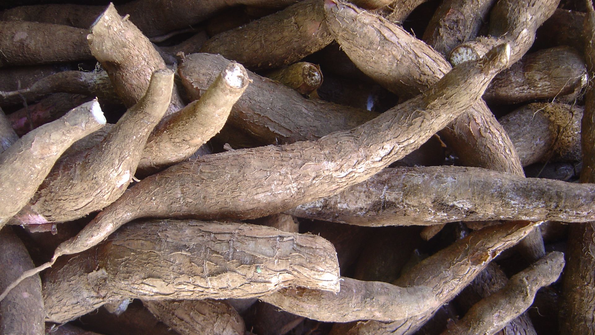 File:Manihot esculenta dsc07325.jpg