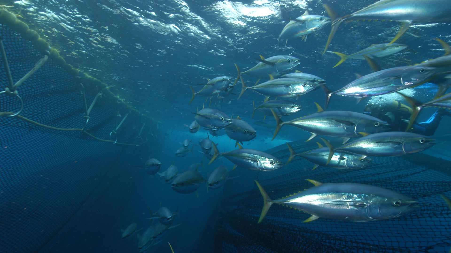 File:Banc de thons albacores (Thunnus albacares) (Ifremer 00568-68027 - 25201).jpg