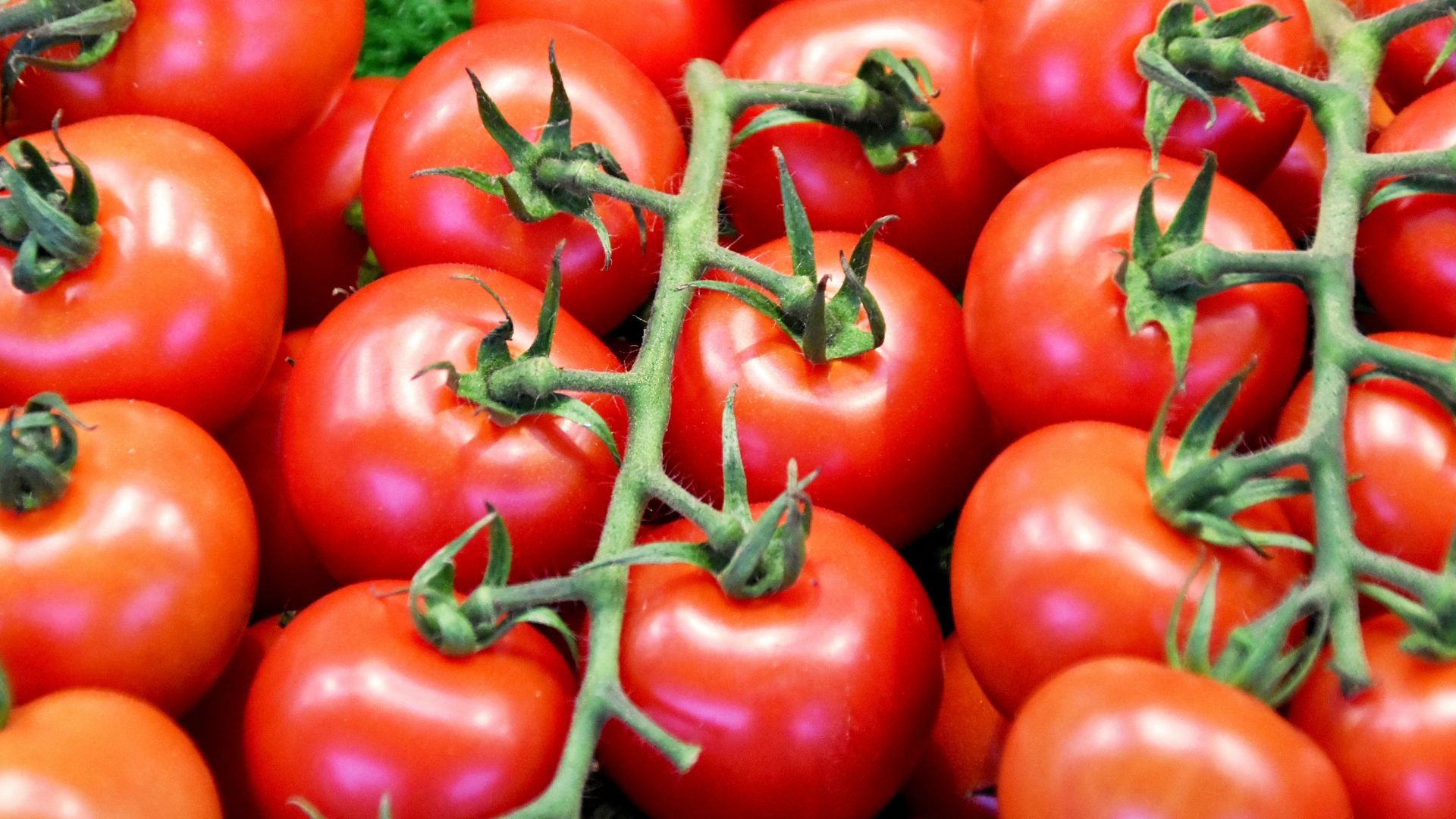 red tomatoes on green leaves