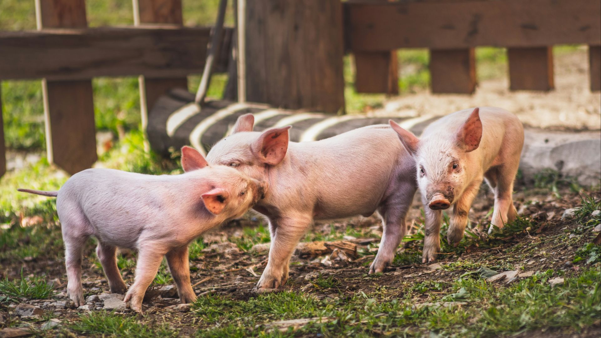 white pig on brown soil