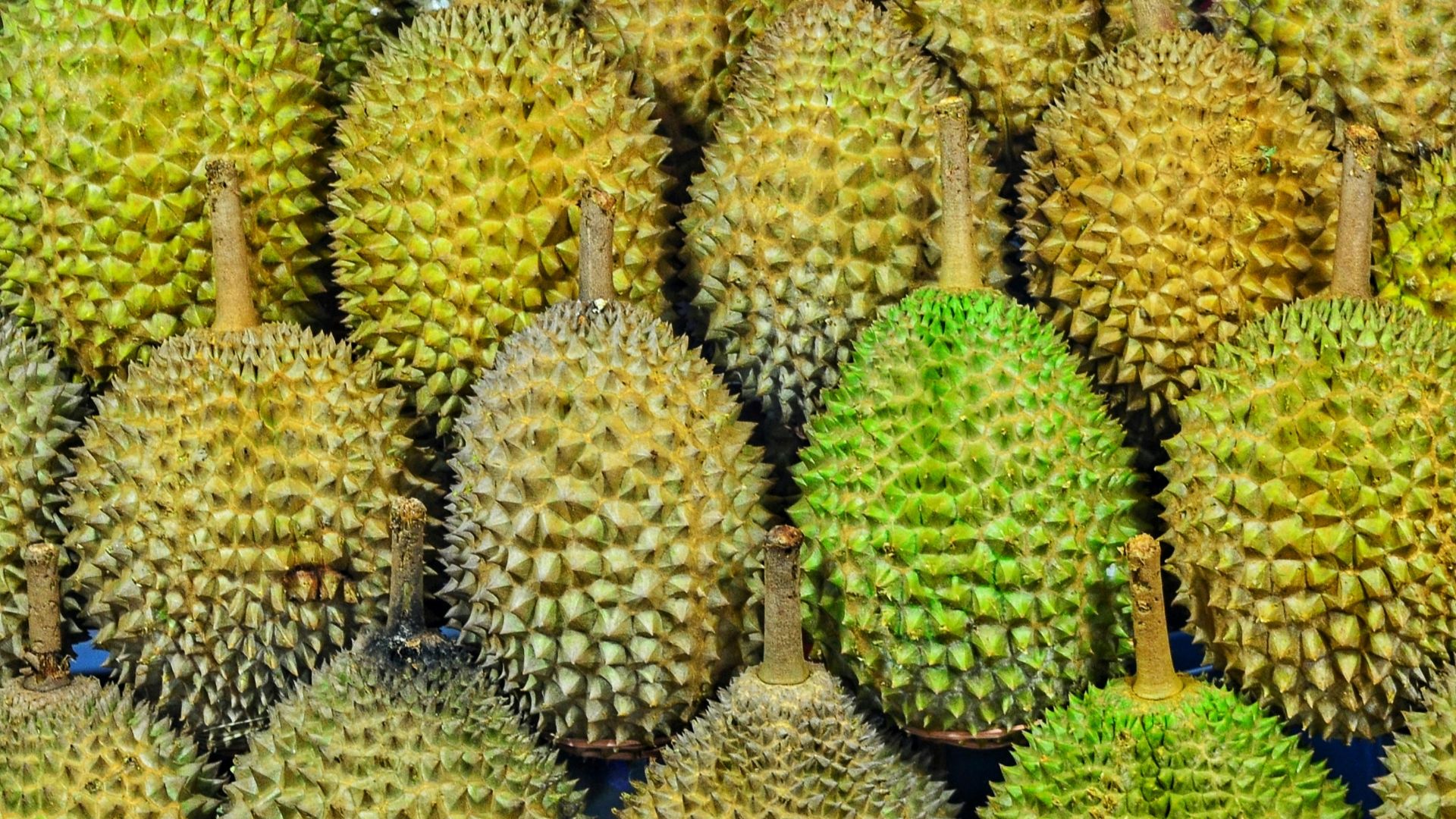 durian fruits