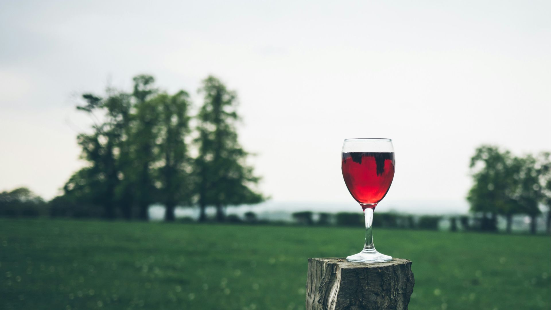 selective focus photography of wine glass on tree trunk