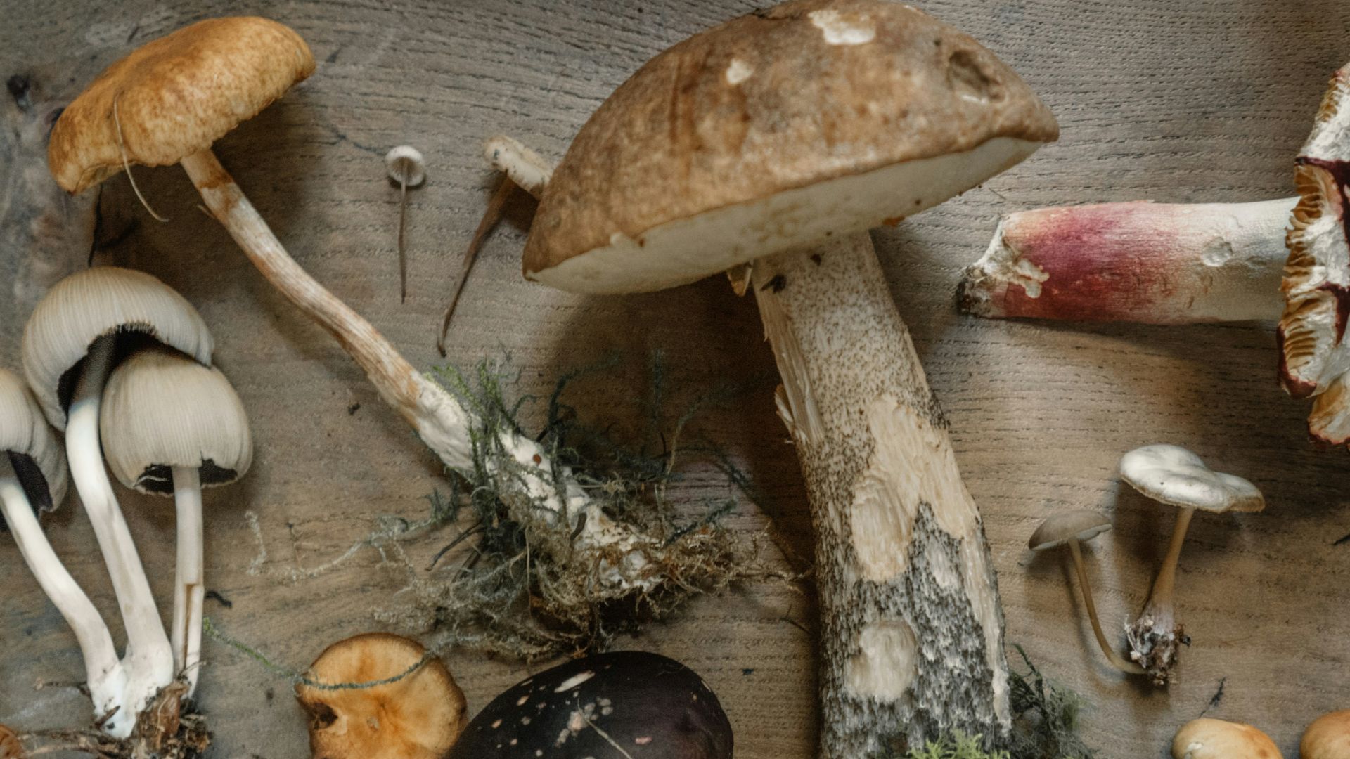 flat lay photography of mushrooms
