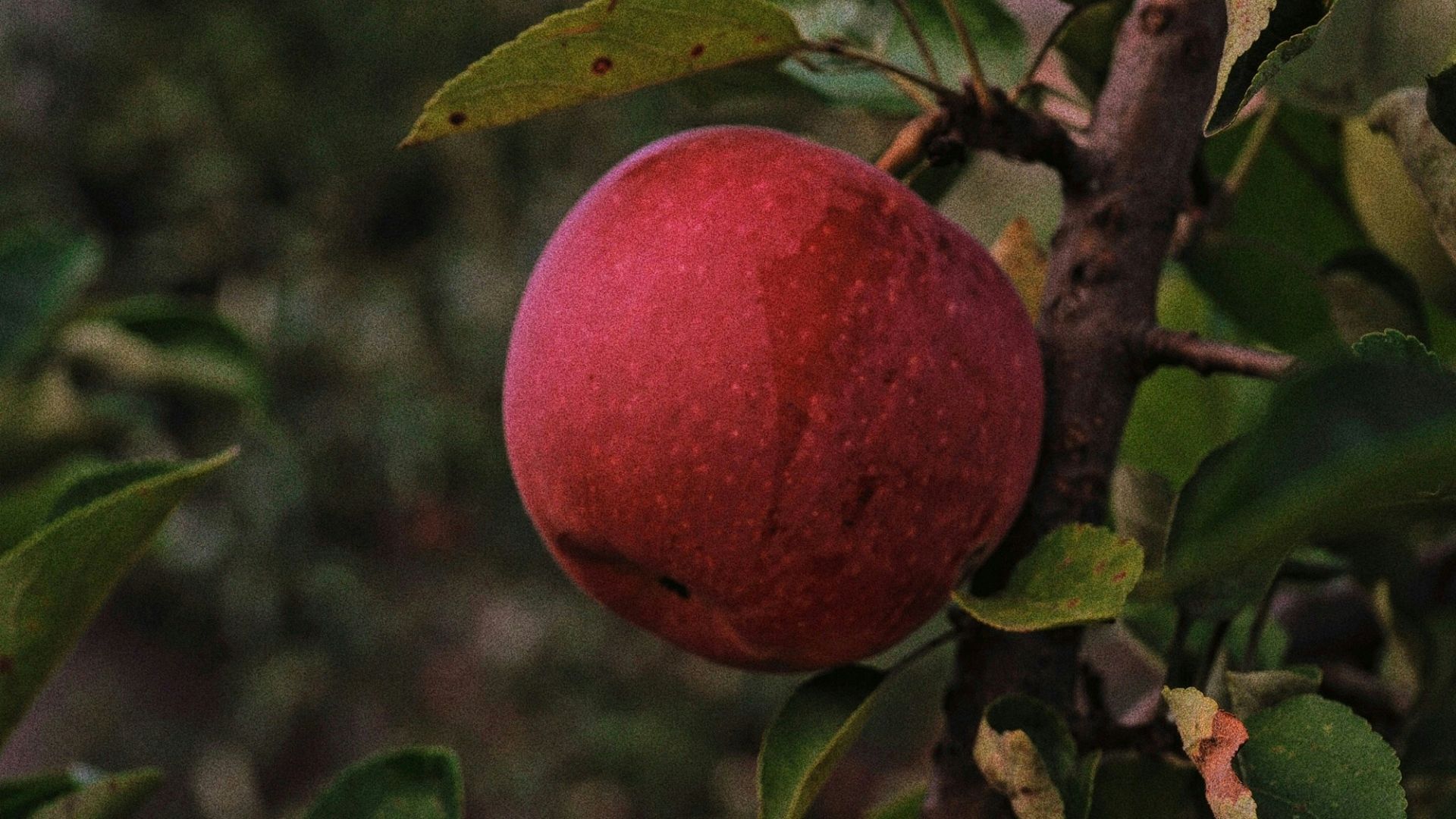 a couple of apples on a tree