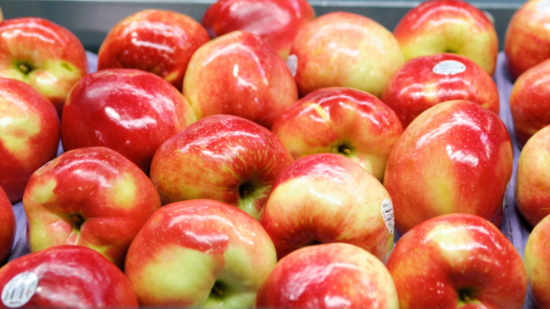 File:SweeTango apples.jpg