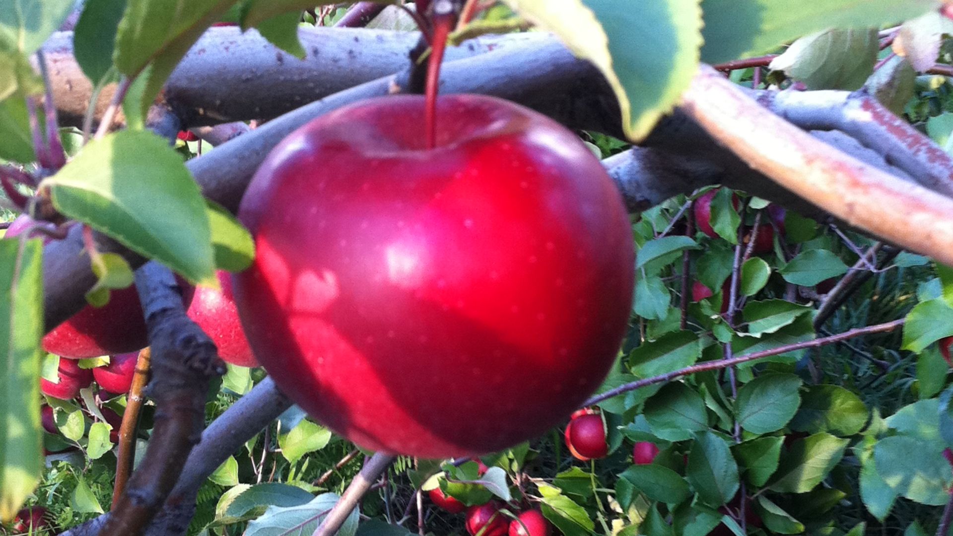 File:McIntosh apple tree and fruit.jpg