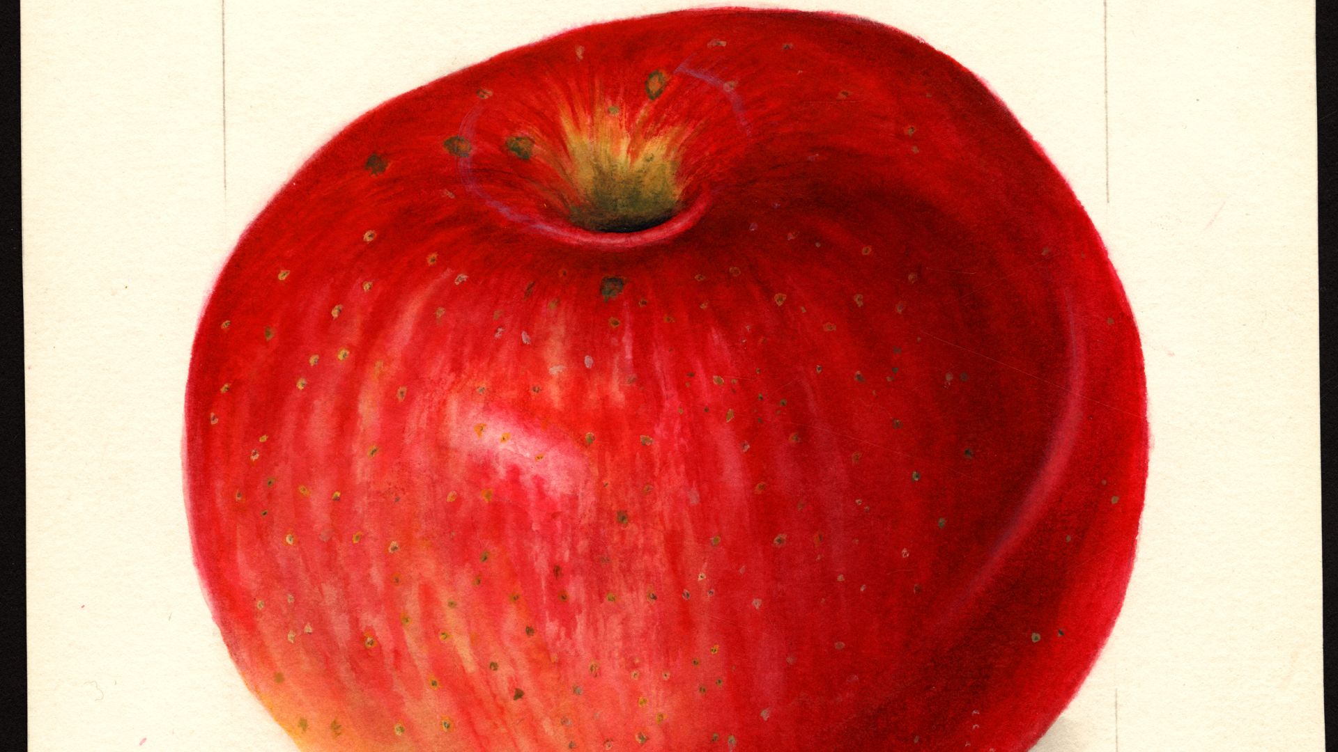 File:Pomological Watercolor POM00002359.jpg