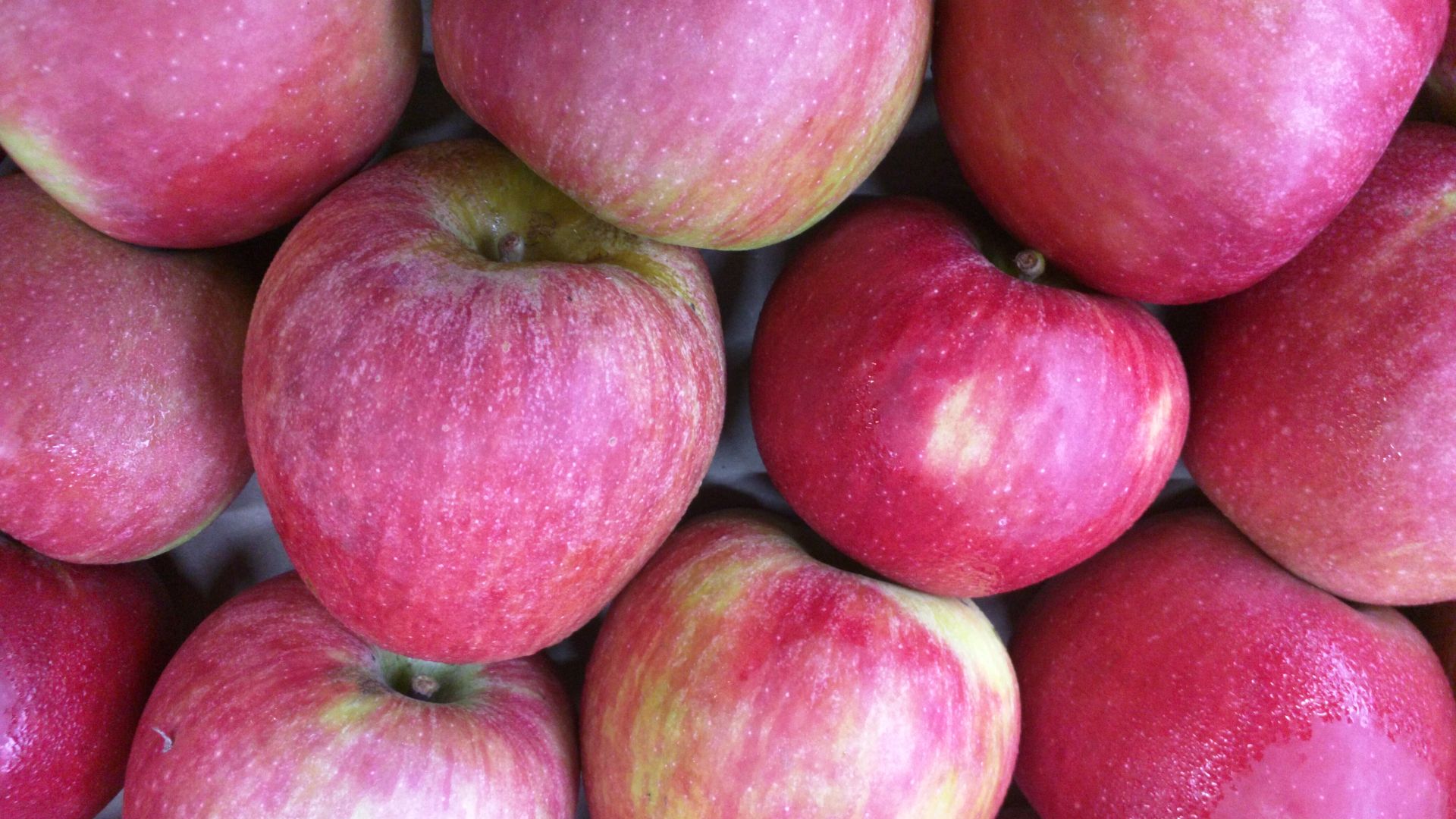 File:Mele stayman.jpg