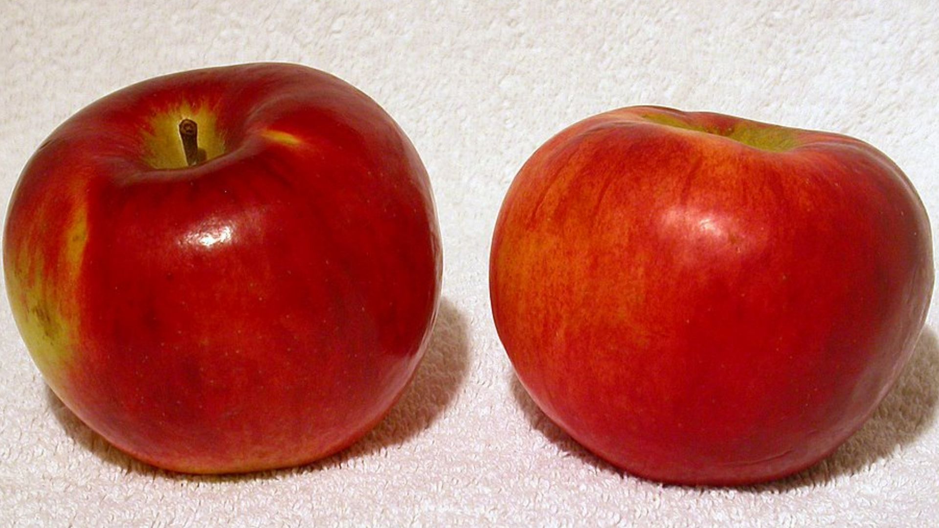 File:Cortland apples.jpg