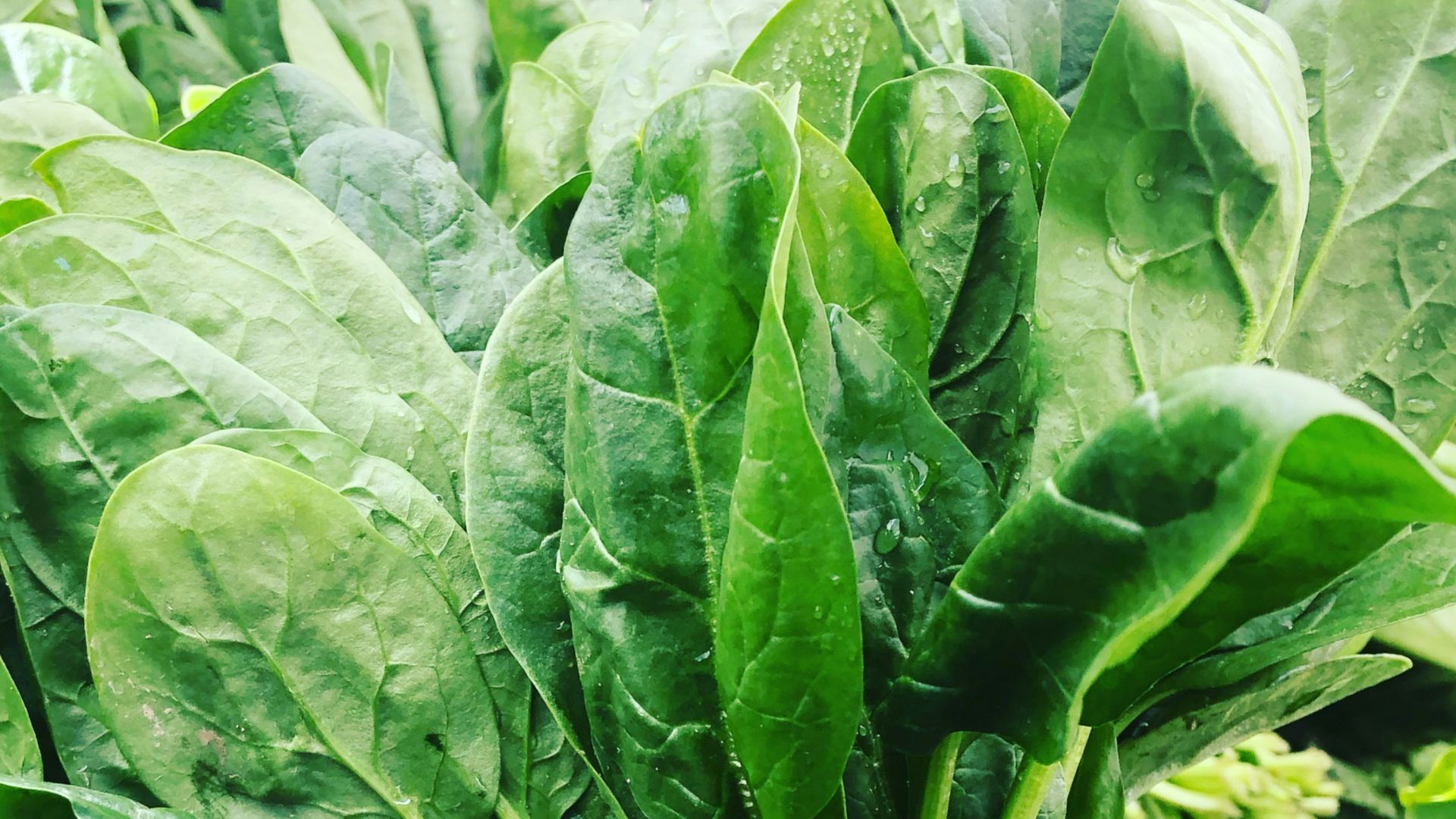 green leafy vegetables