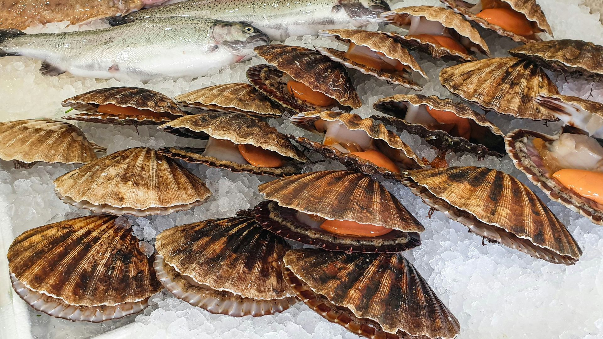 brown and white fish on white textile