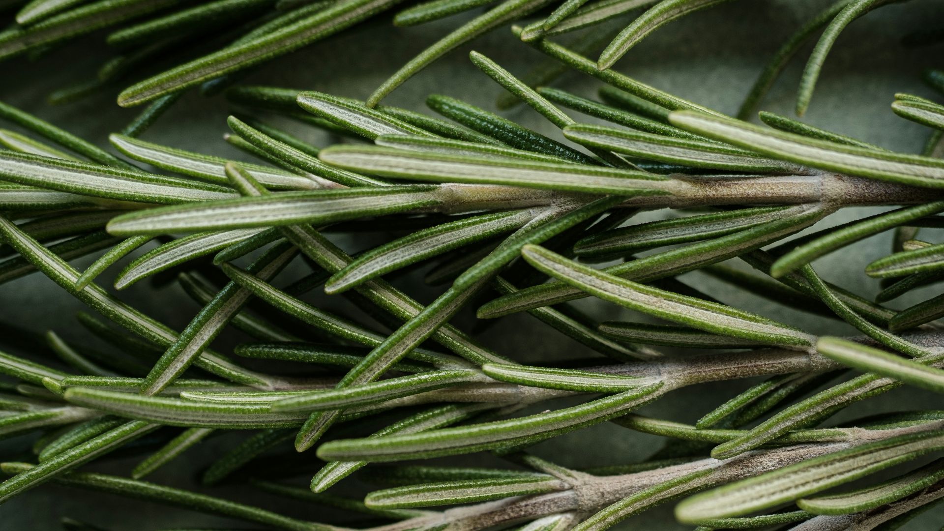 A close up of a bunch of pine needles