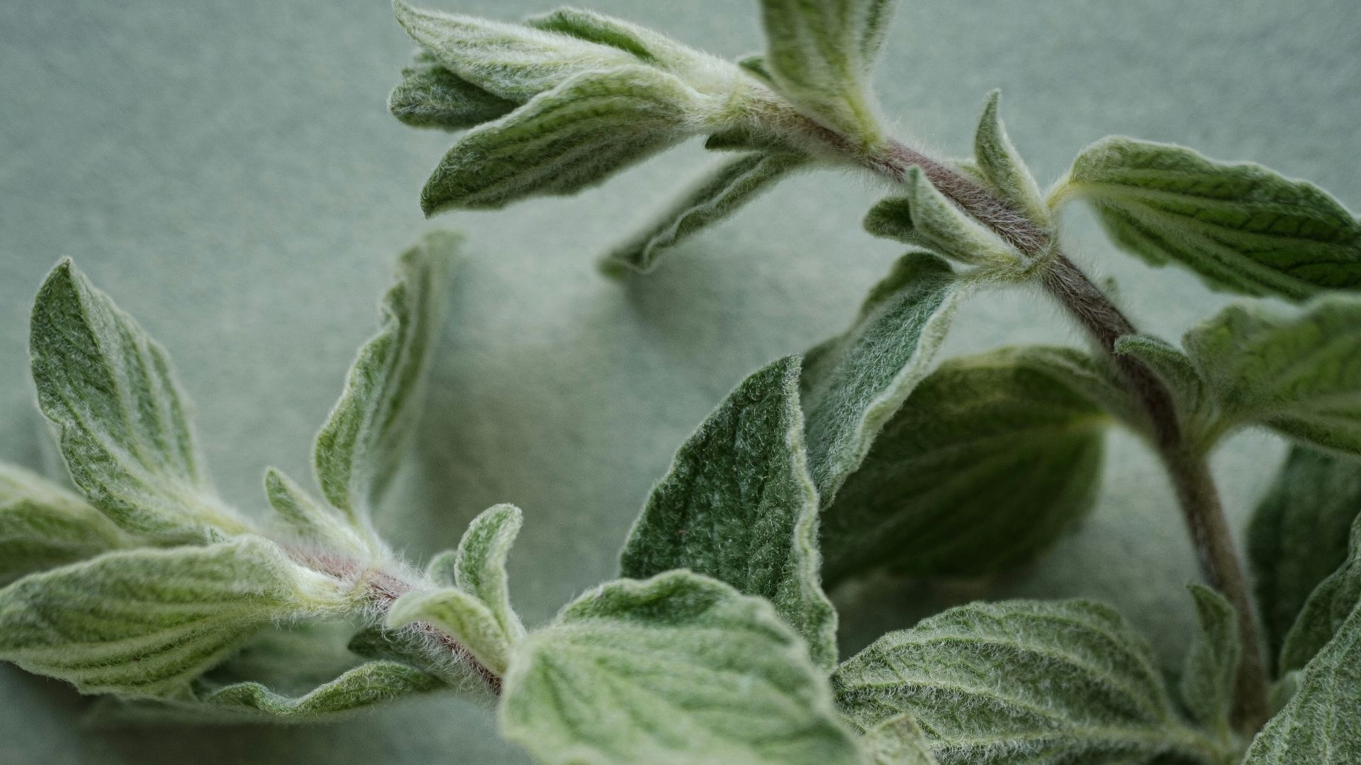 A close up of a bunch of leaves on a table