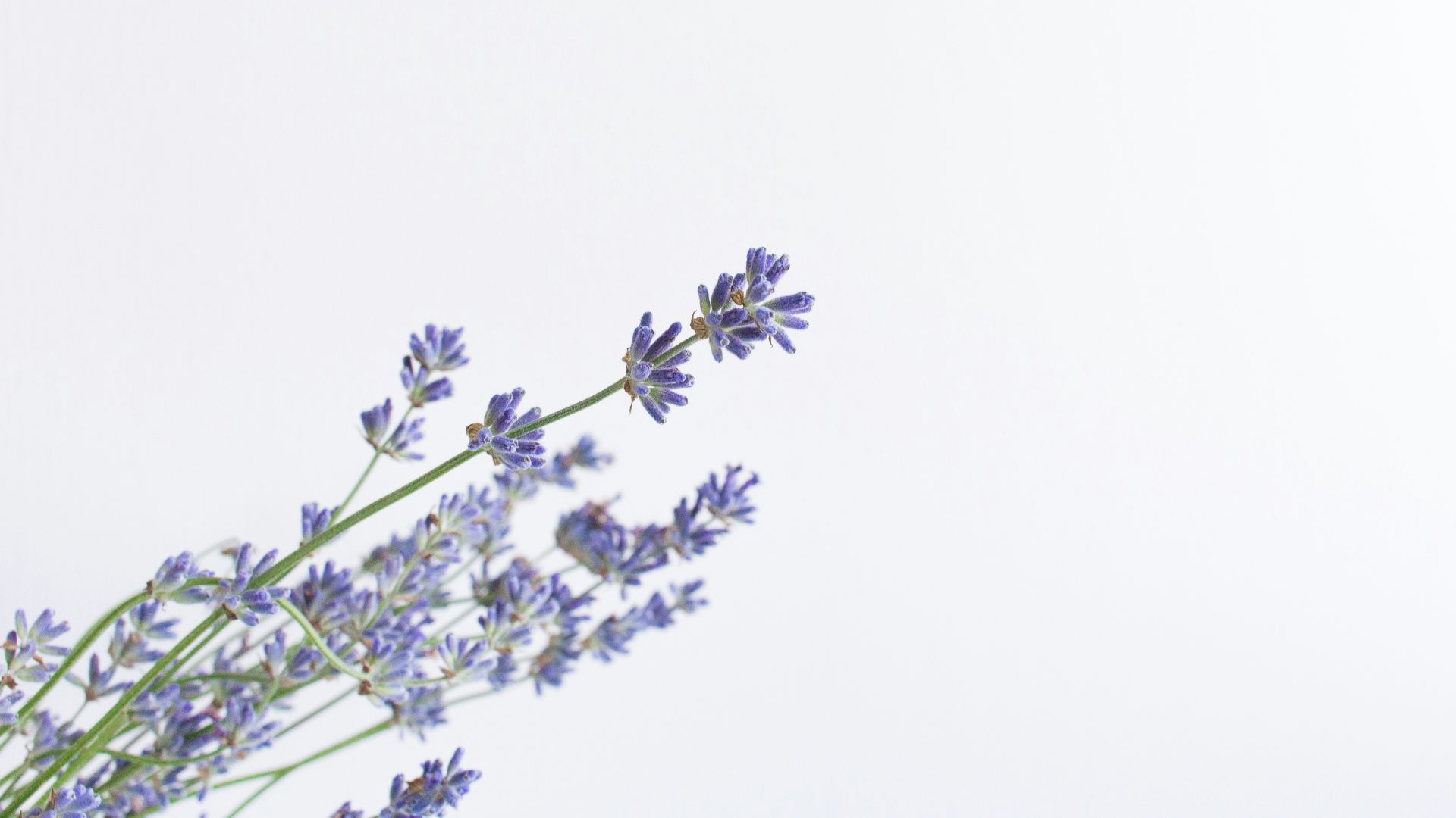 white flowers with green leaves