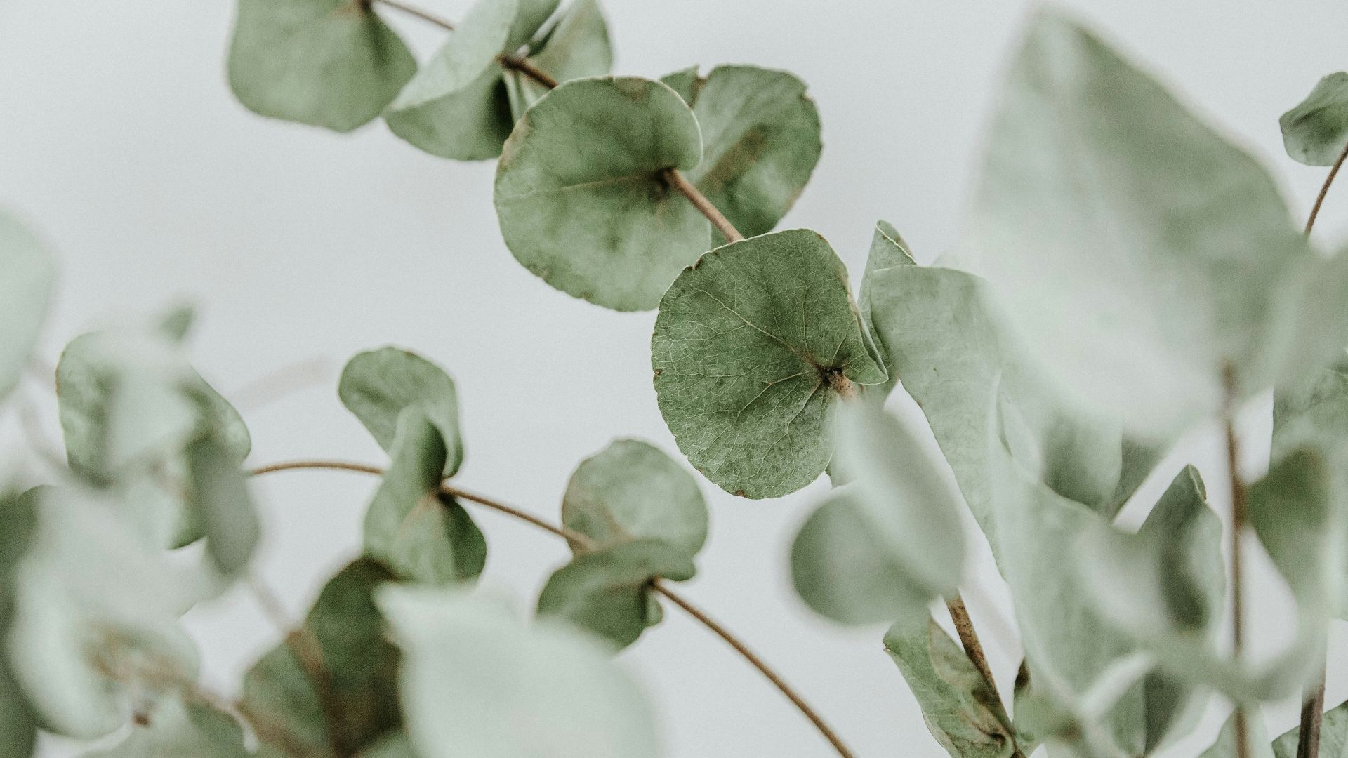 green plant in close up photography