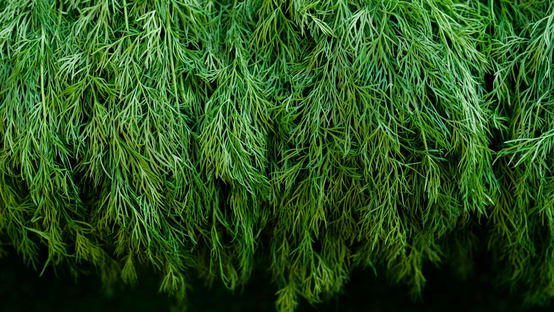 a close up of a bunch of green grass