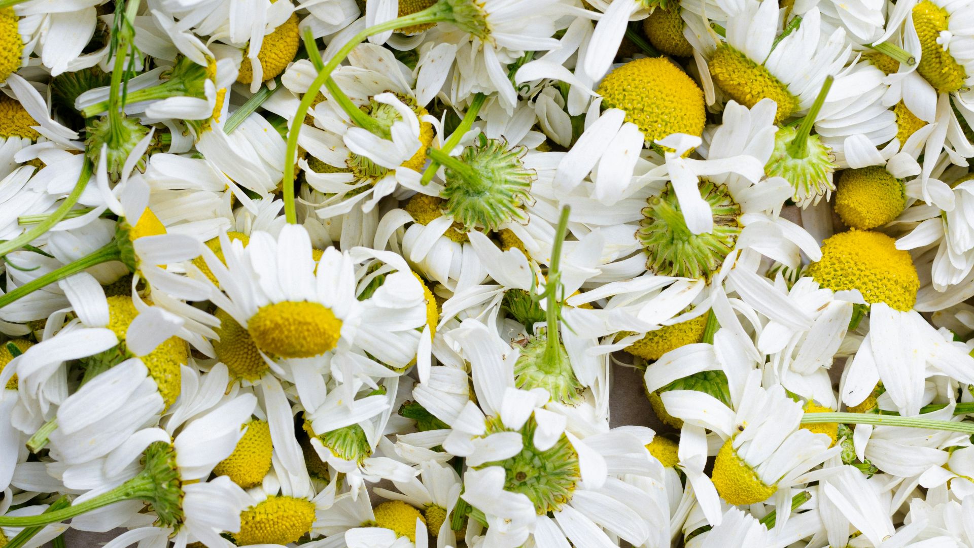 white and yellow flowers during daytime