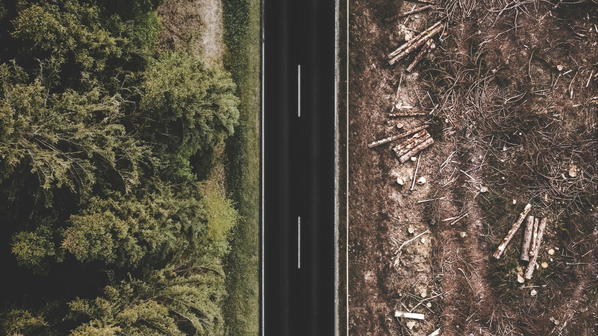 green trees and brown soil