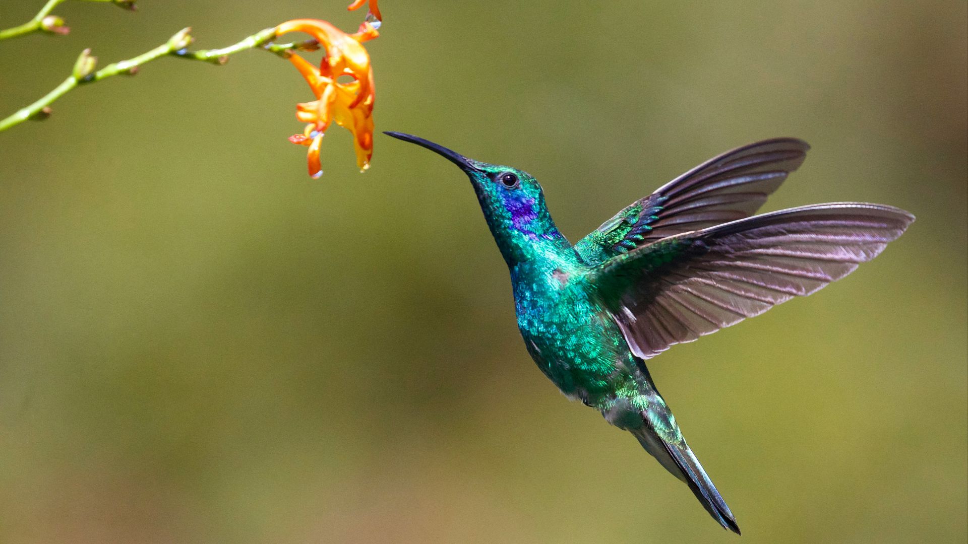 hummingbird near flower