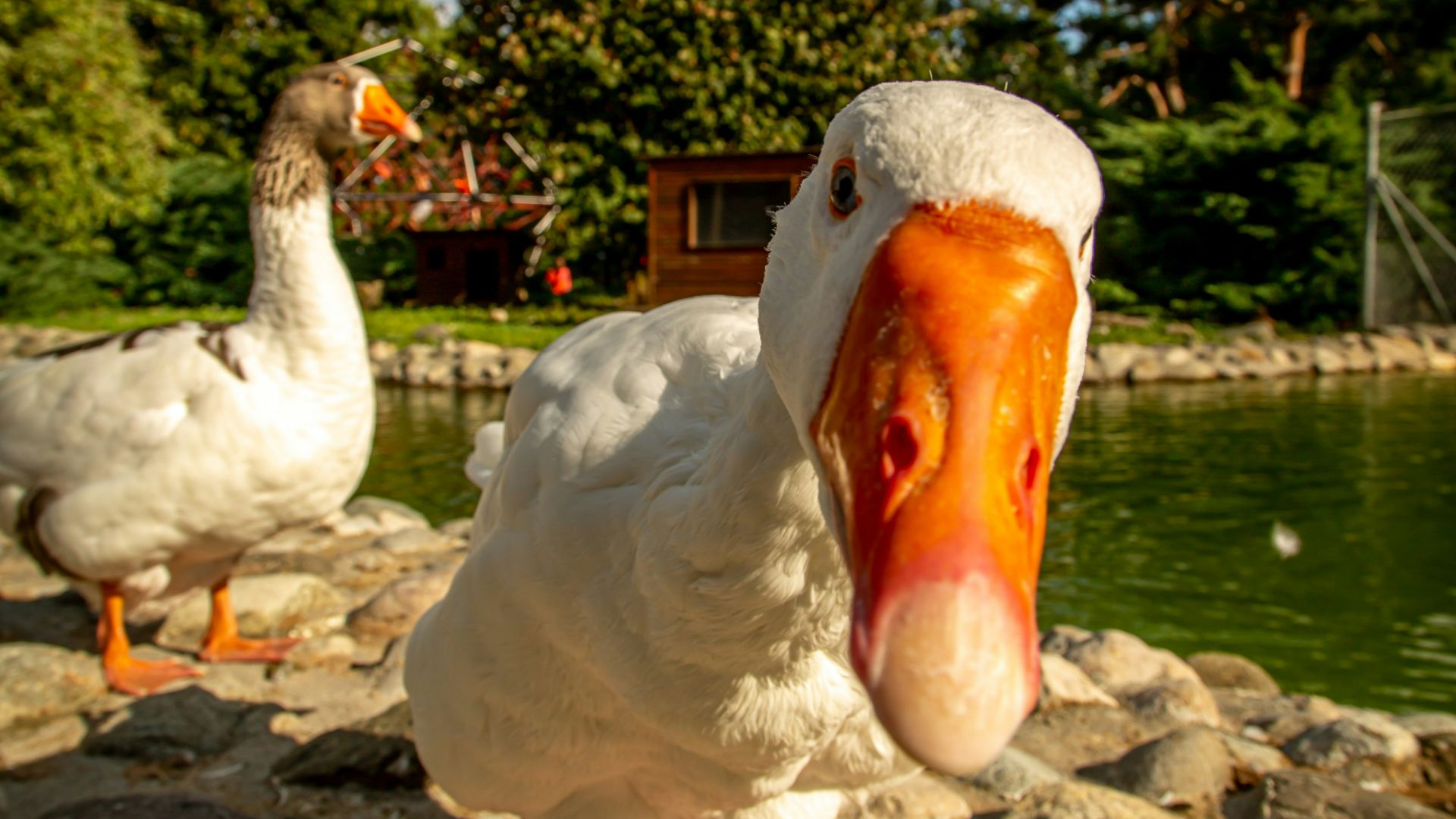 two white-and-orange ducks beside body of water
