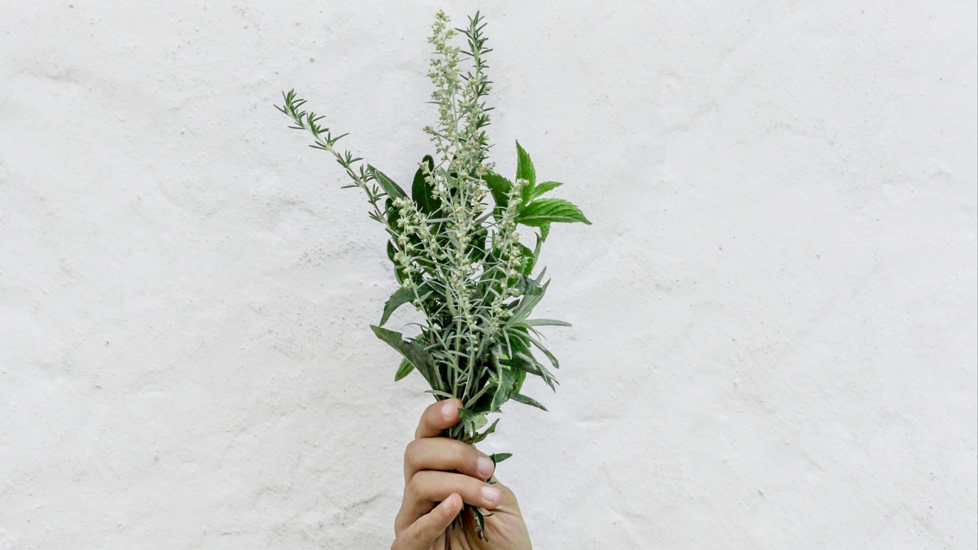 person holding green plants