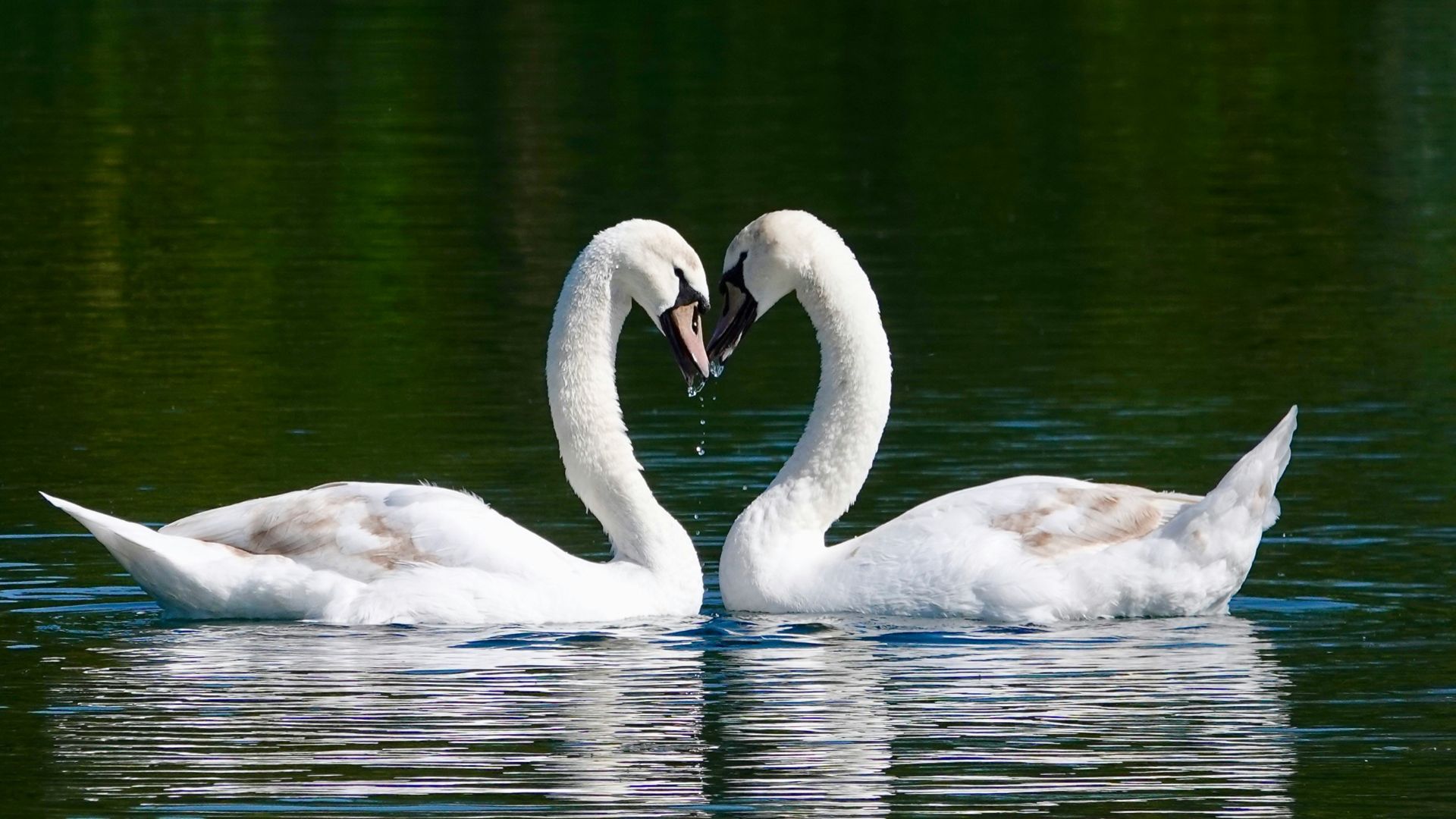 white swan on water during daytime