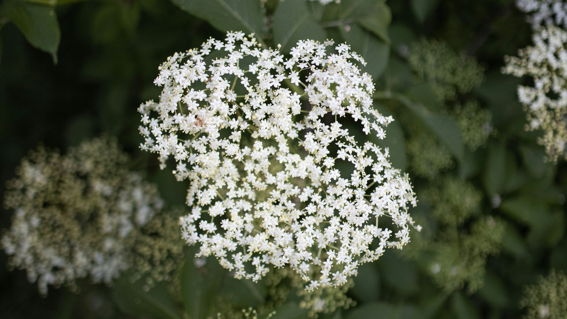 white flowers with green leaves