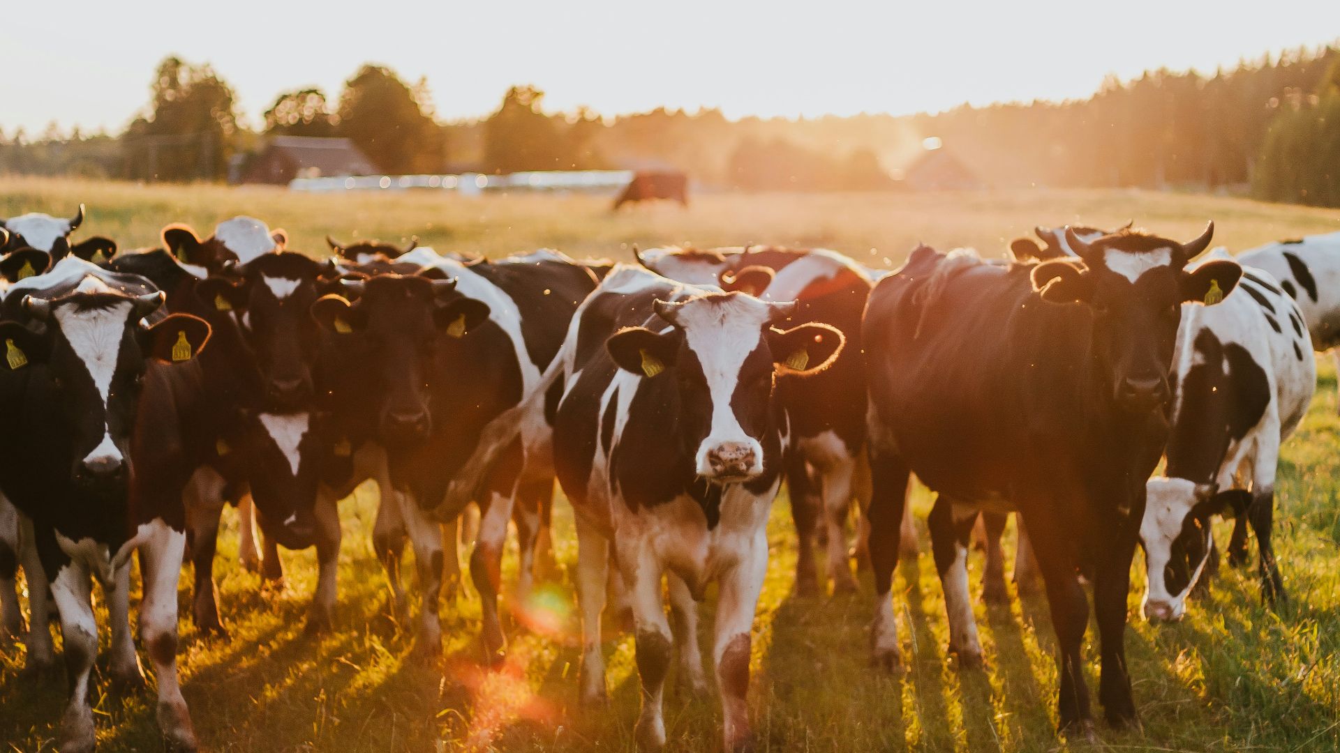 black and white cow on green grass field during daytime
