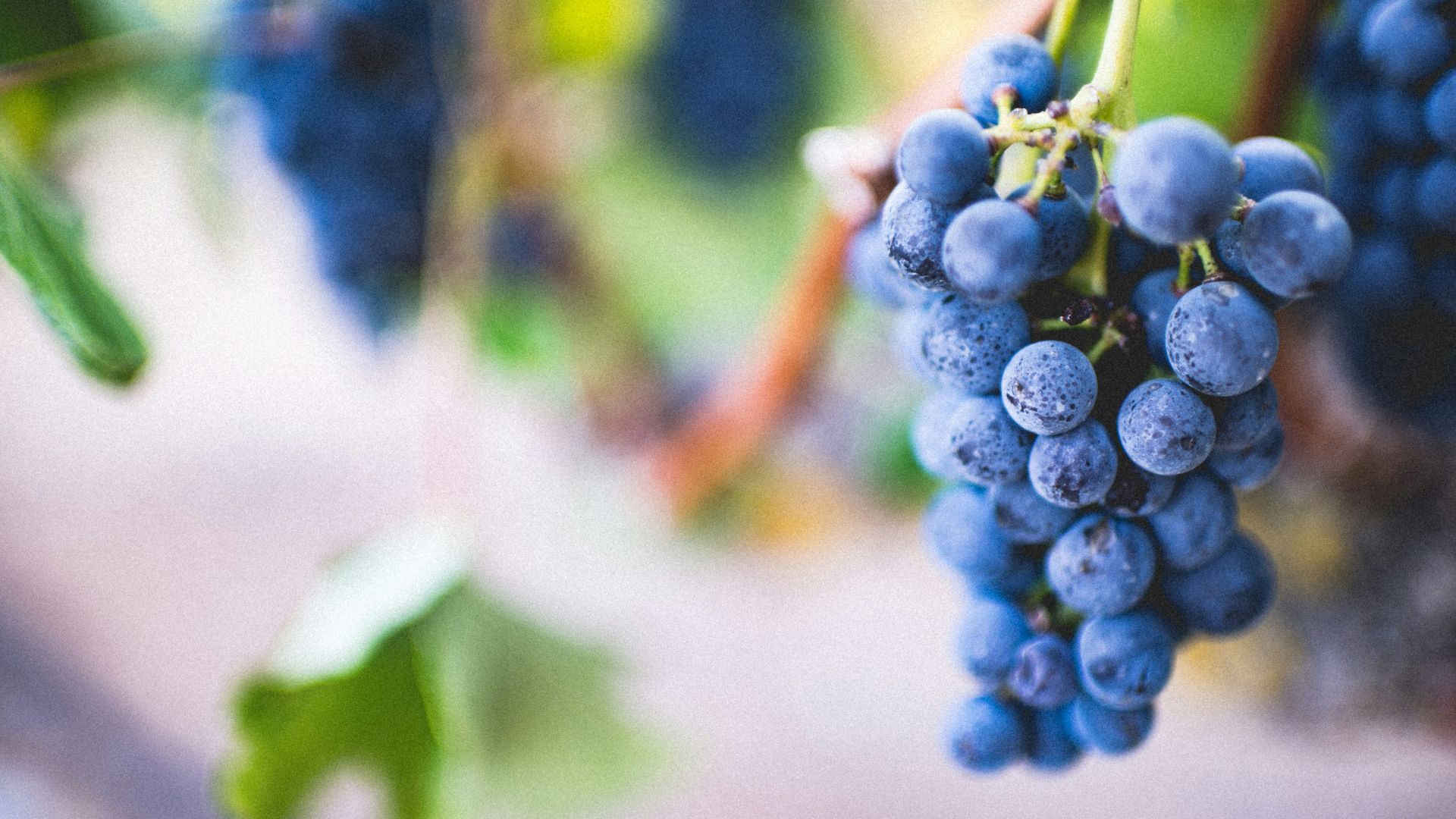 selective focus photography of purple grape fruit