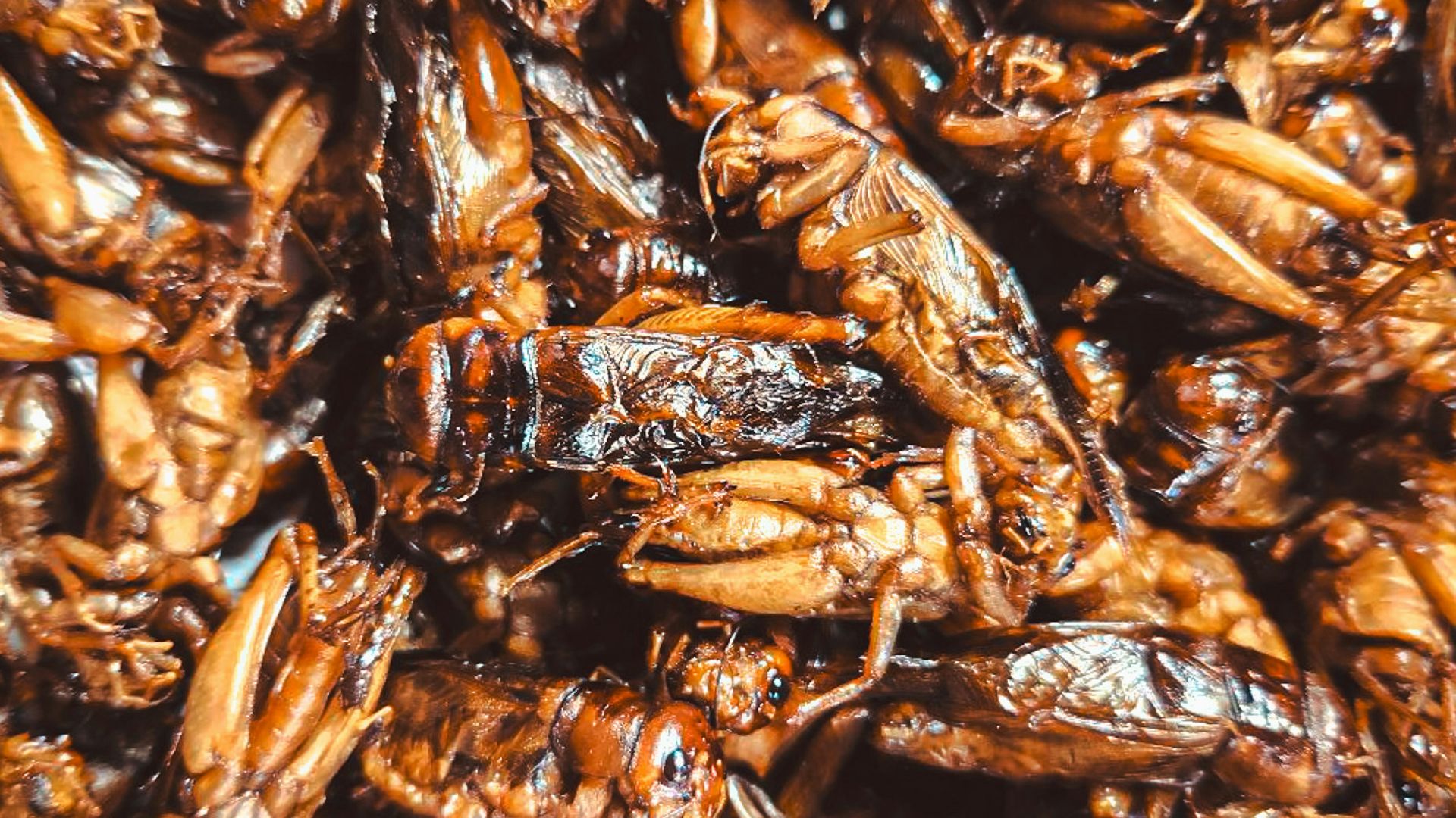 A close up of a bunch of bugs