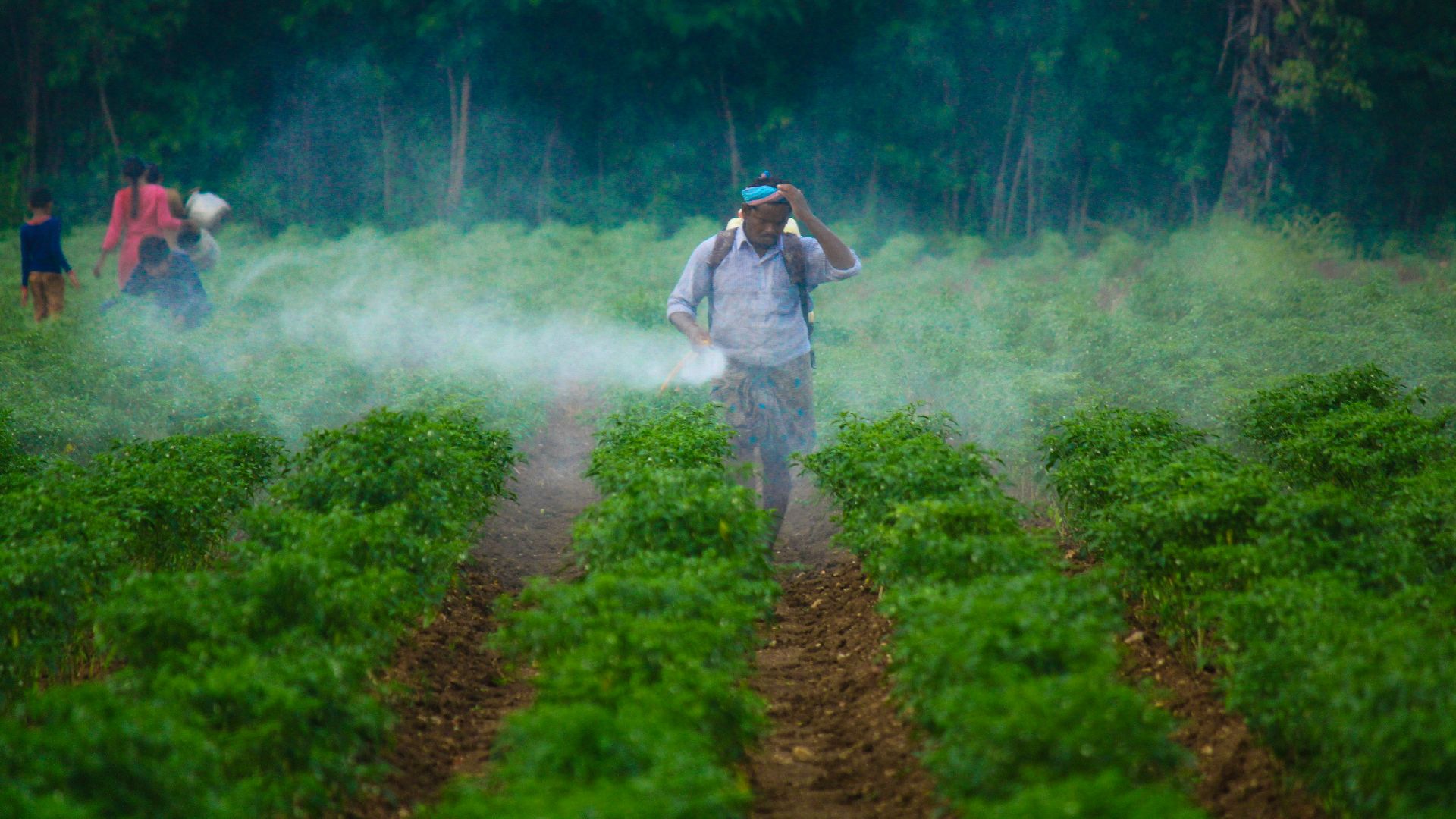 a man walking through a field covered in fog