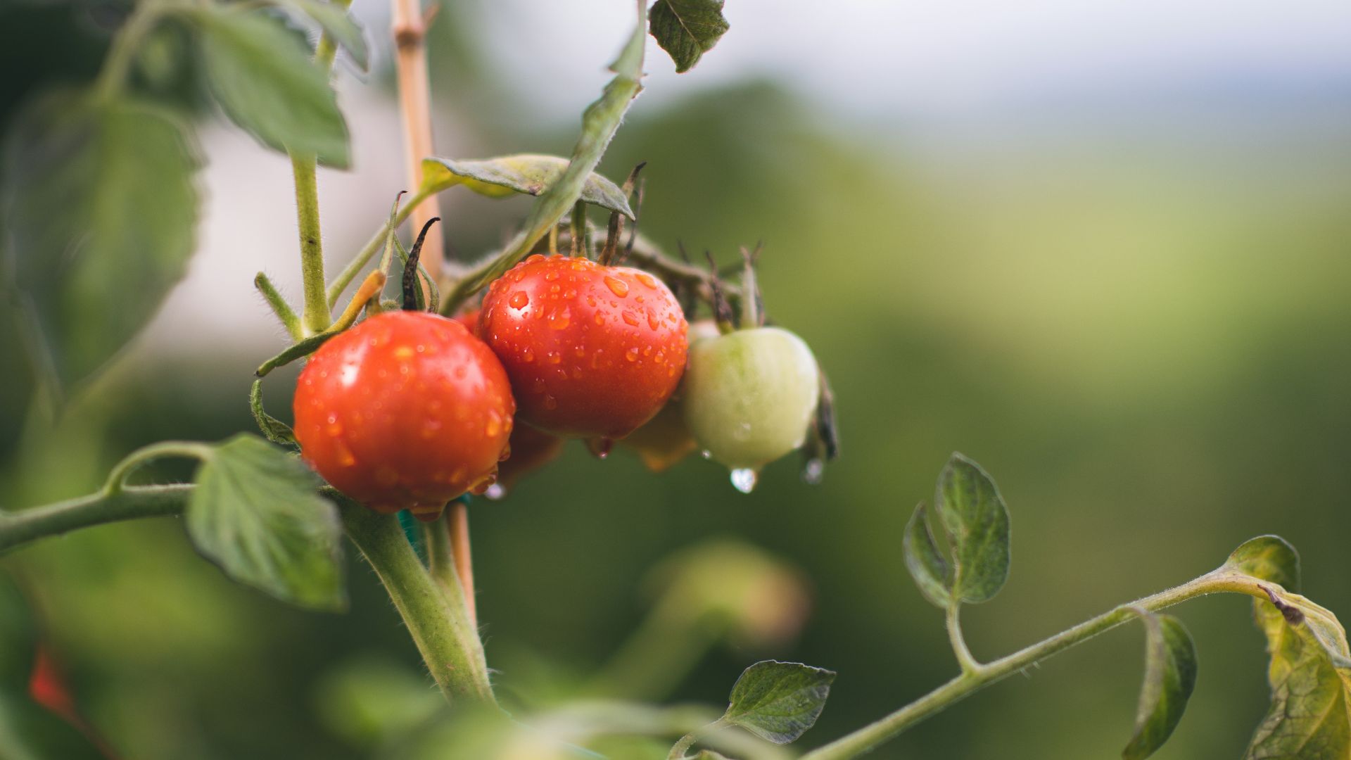 red and green round fruits