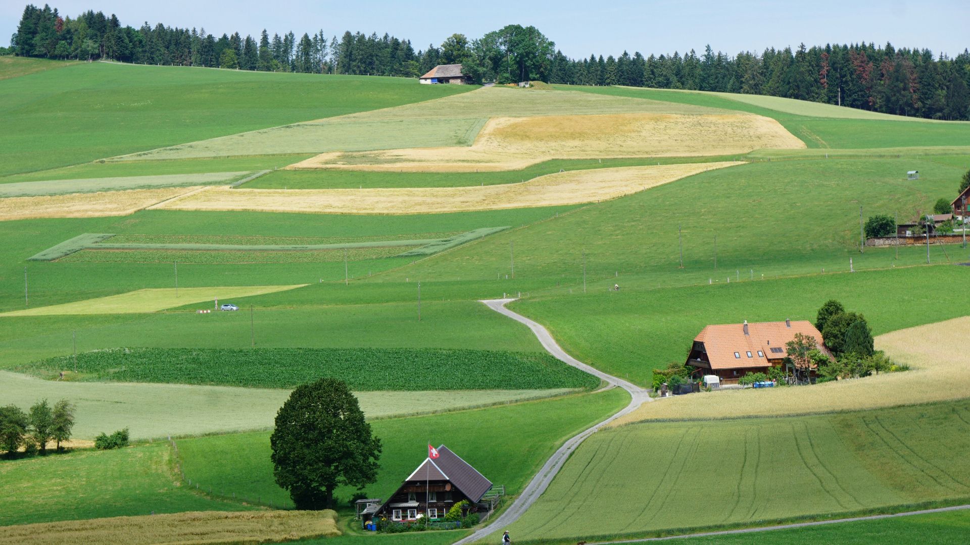 green grass field during daytime