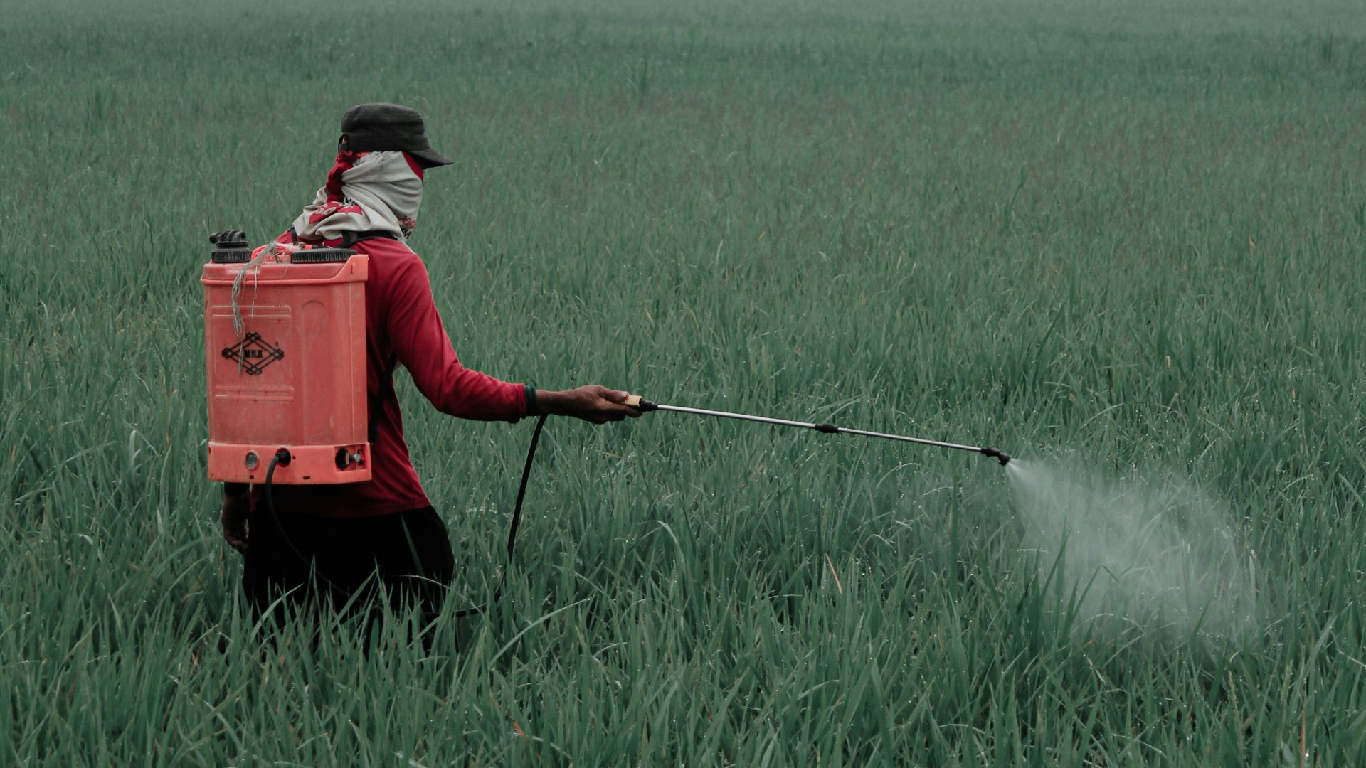 person in red shirt and black pants holding red box on green grass field during daytime