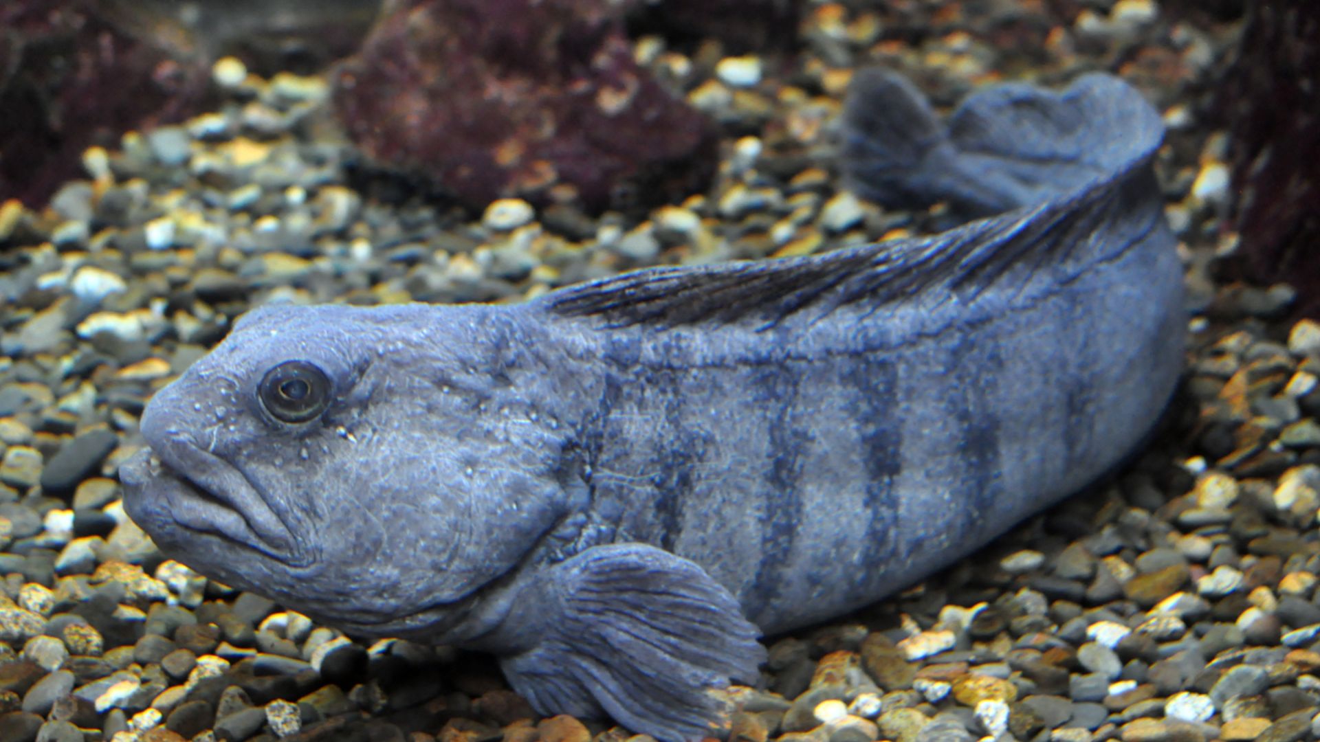 File:Anarhichas lupus Brest.jpg